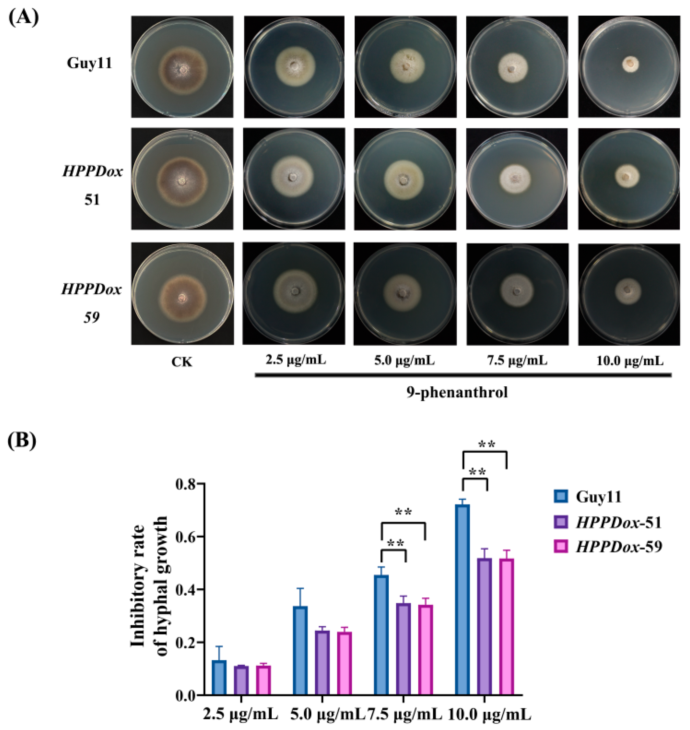 Ijms 23 07116 g004 Ijms 23 07116 g004