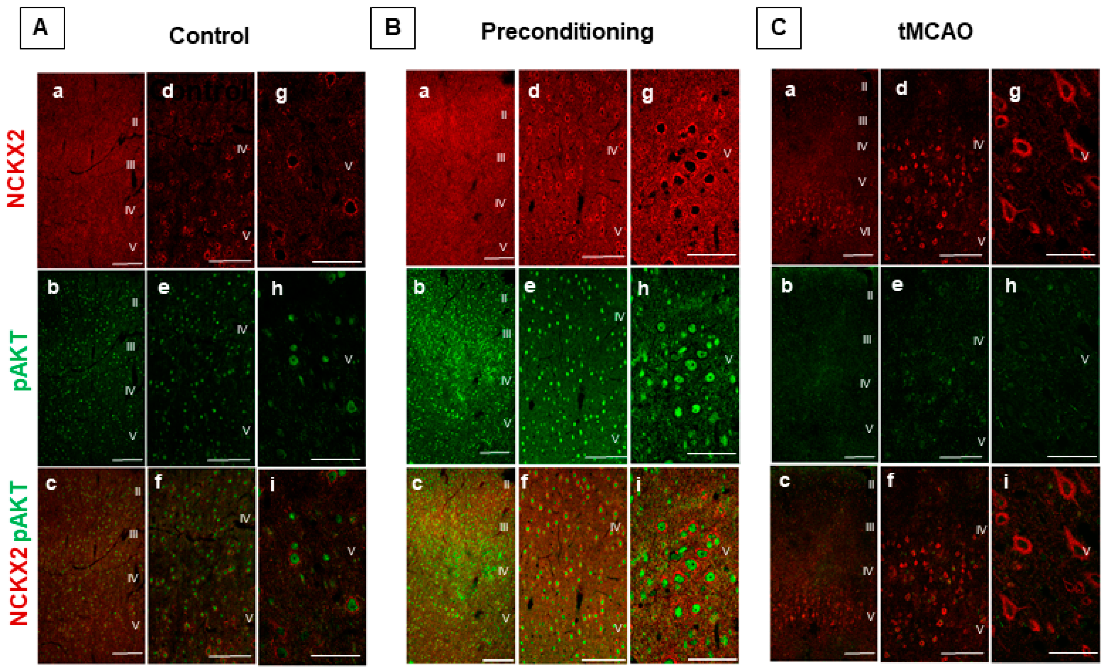 Ijms 23 07128 g002 550