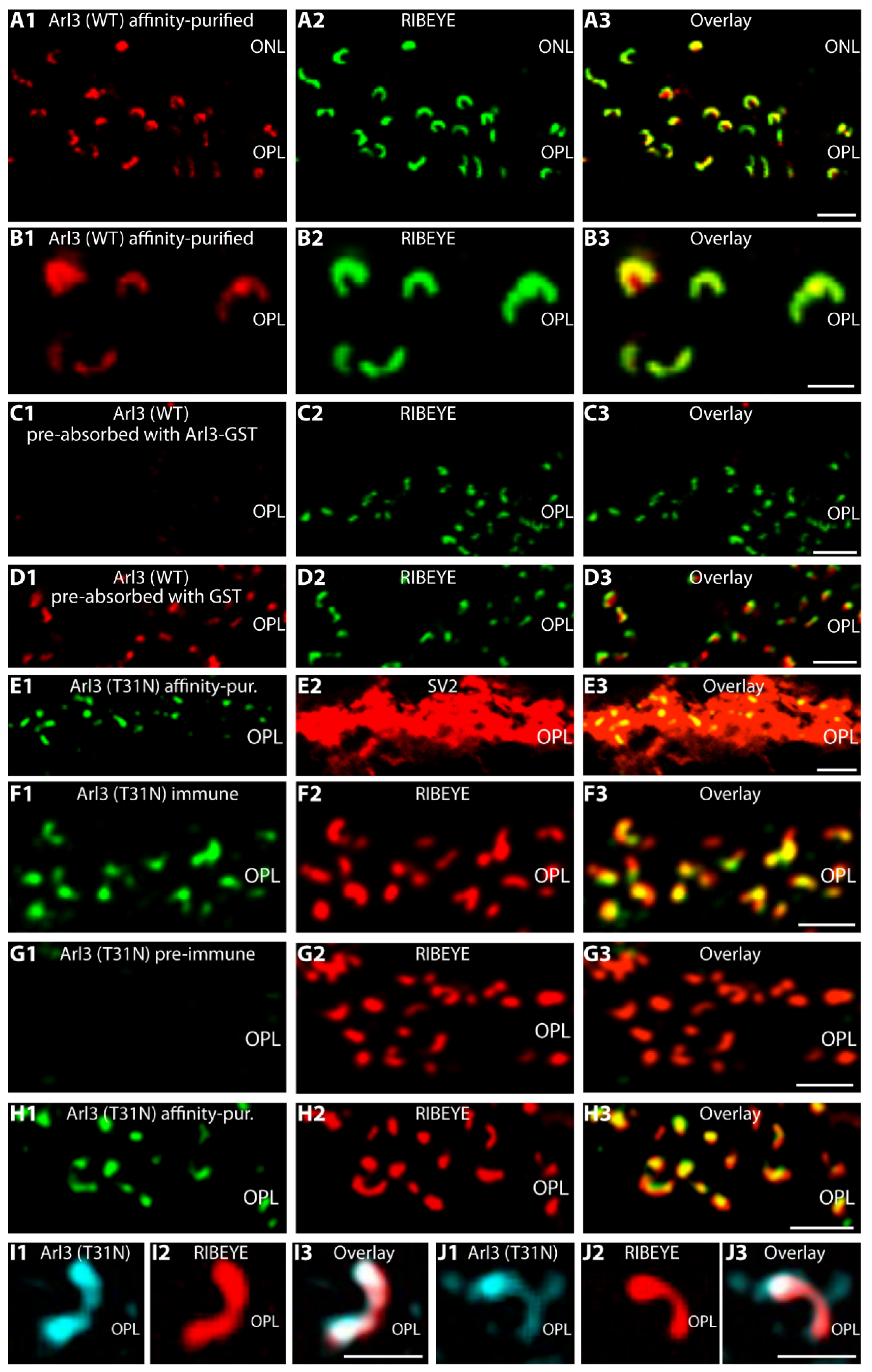Ijms 23 07135 g001 Ijms 23 07135 g001