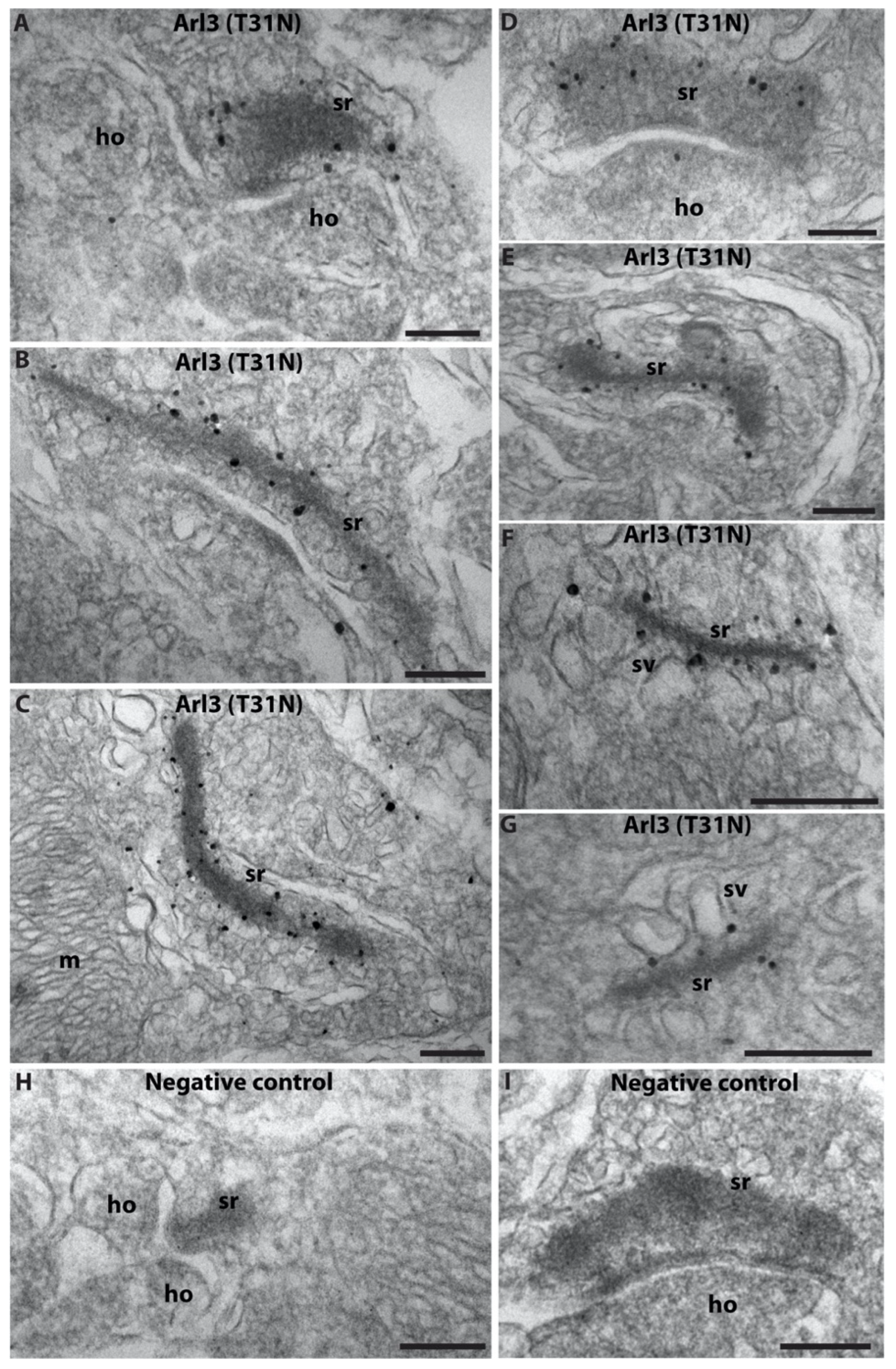 Ijms 23 07135 g002 Ijms 23 07135 g002