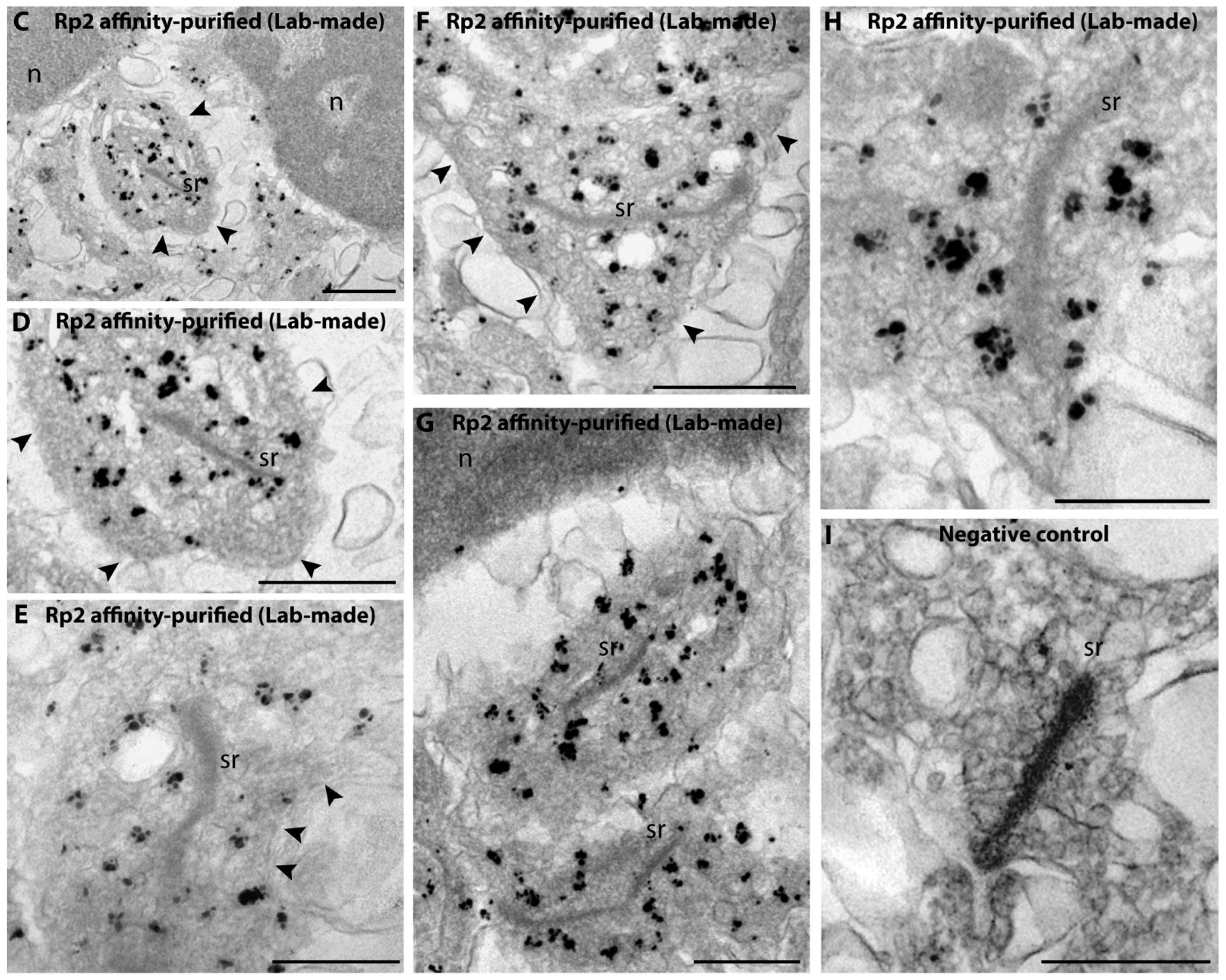 Ijms 23 07135 g003b Ijms 23 07135 g003b