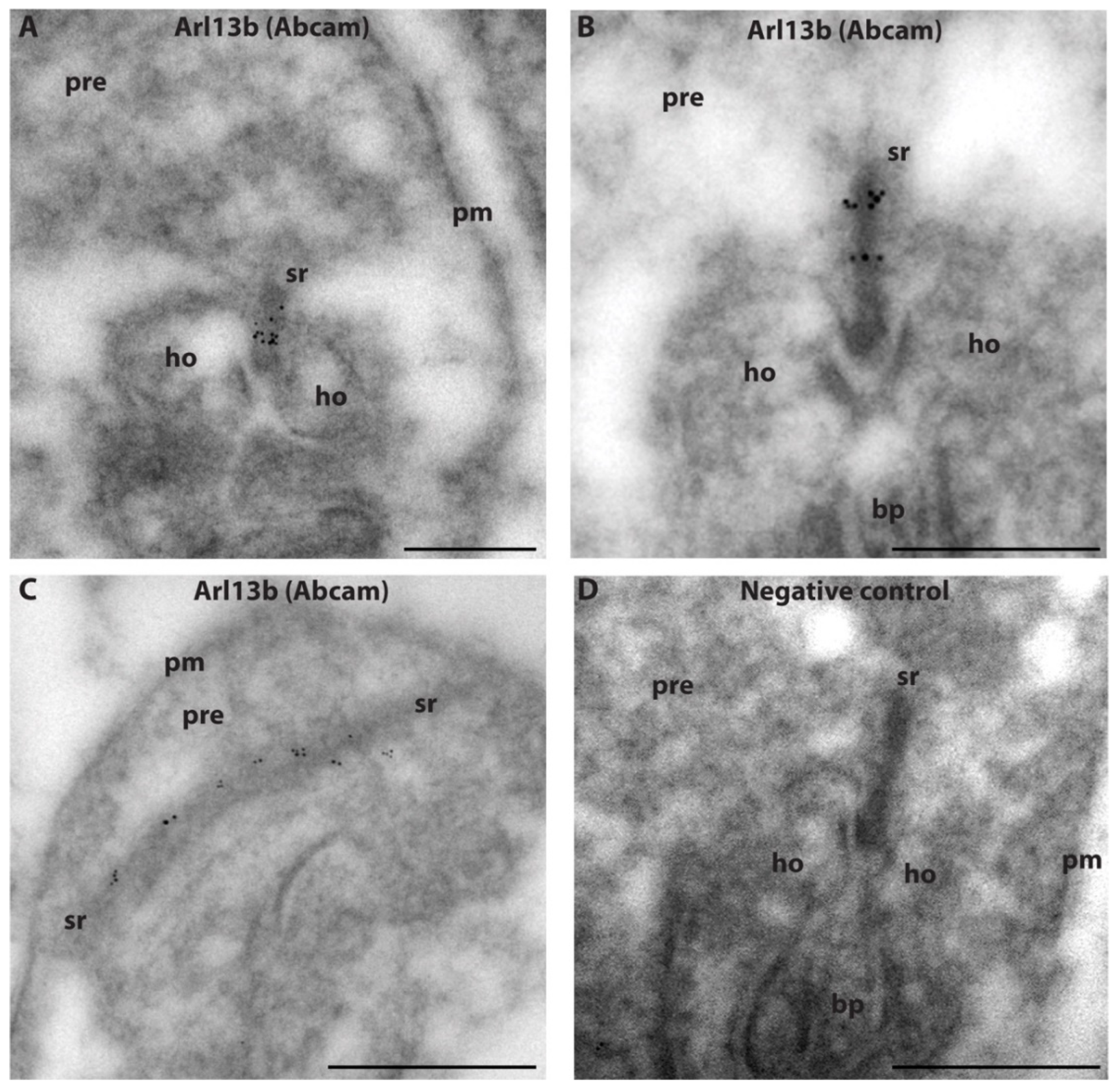 Ijms 23 07135 g006 Ijms 23 07135 g006