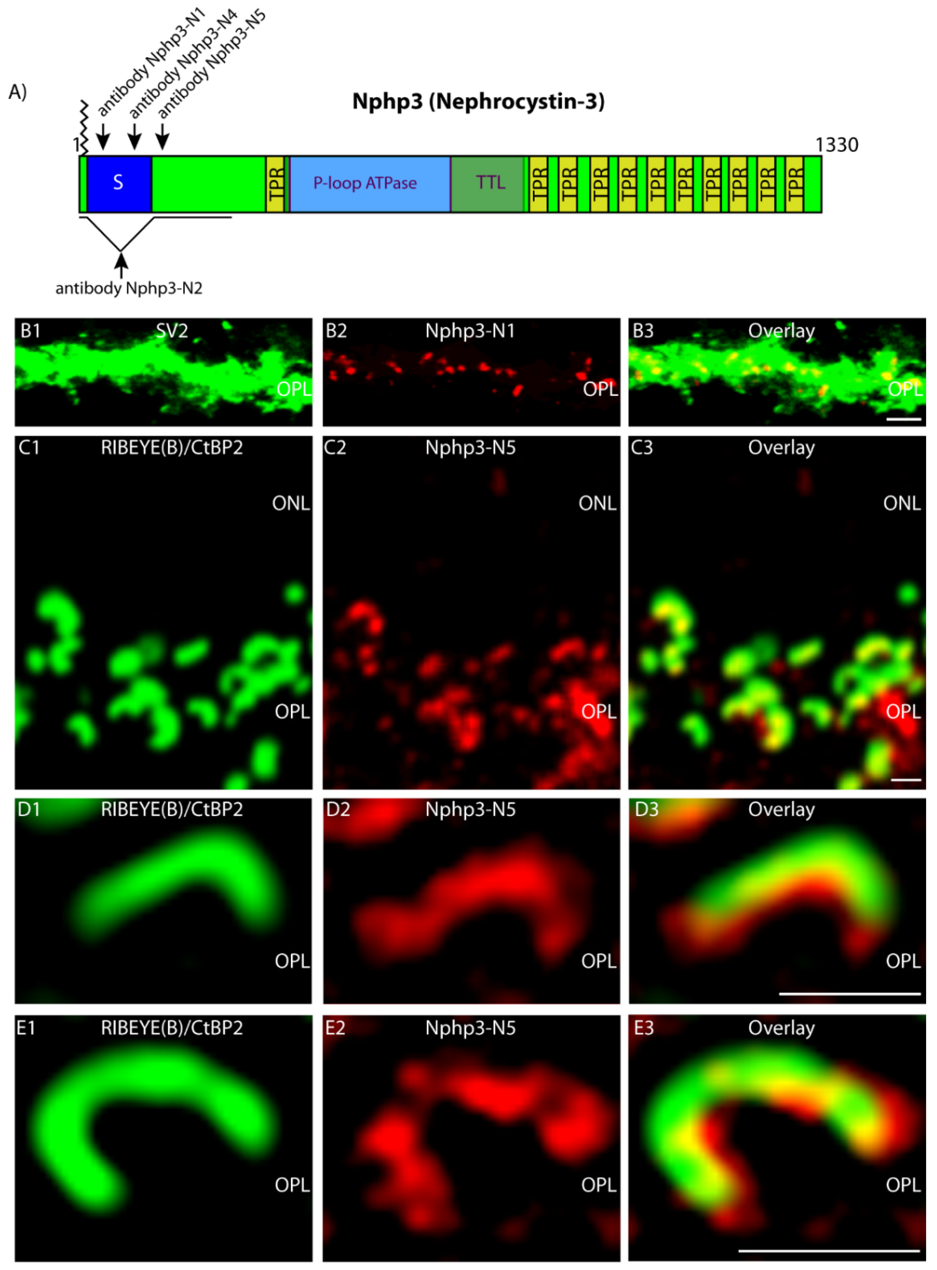 Ijms 23 07135 g007 Ijms 23 07135 g007