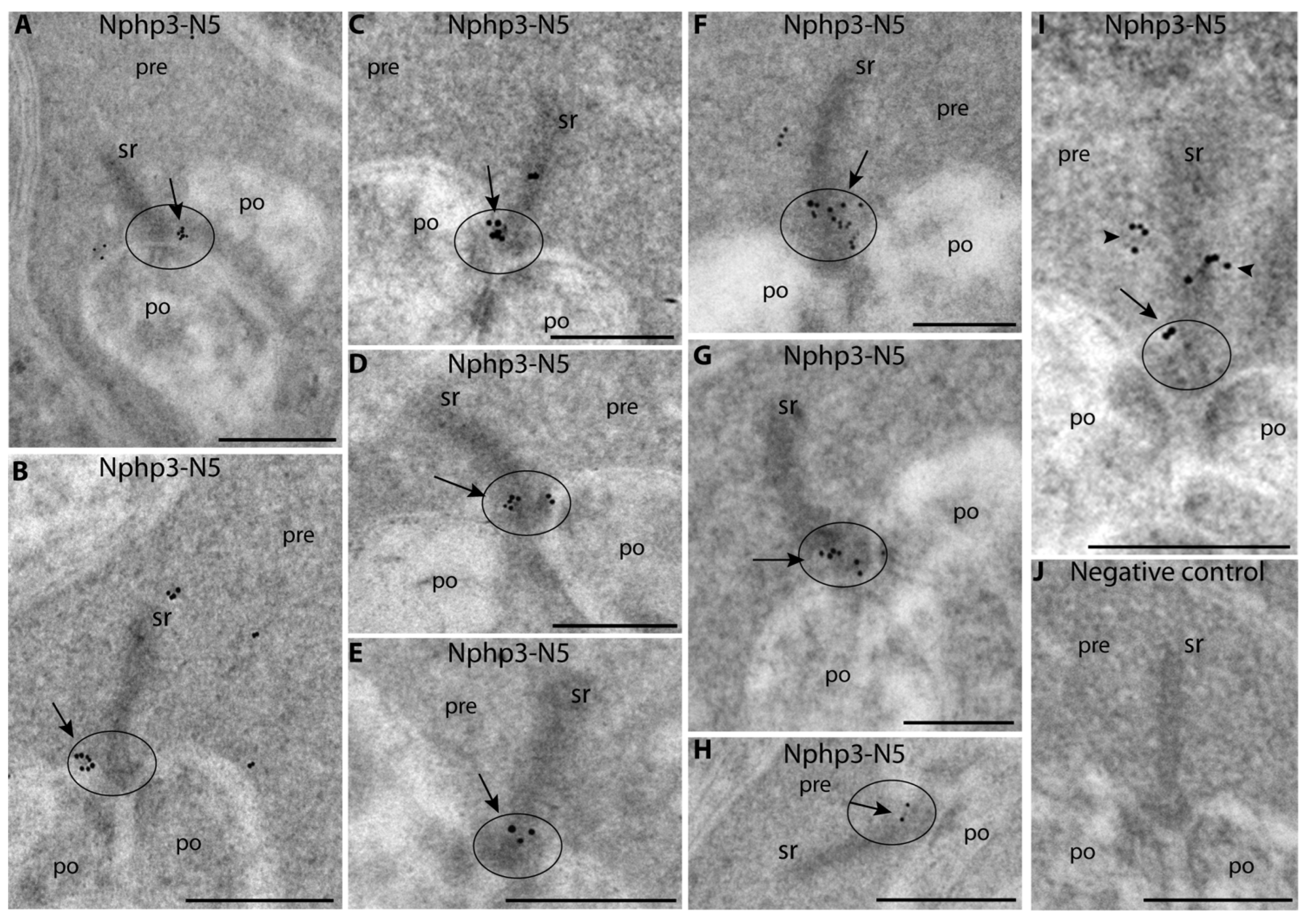 Ijms 23 07135 g008a Ijms 23 07135 g008a