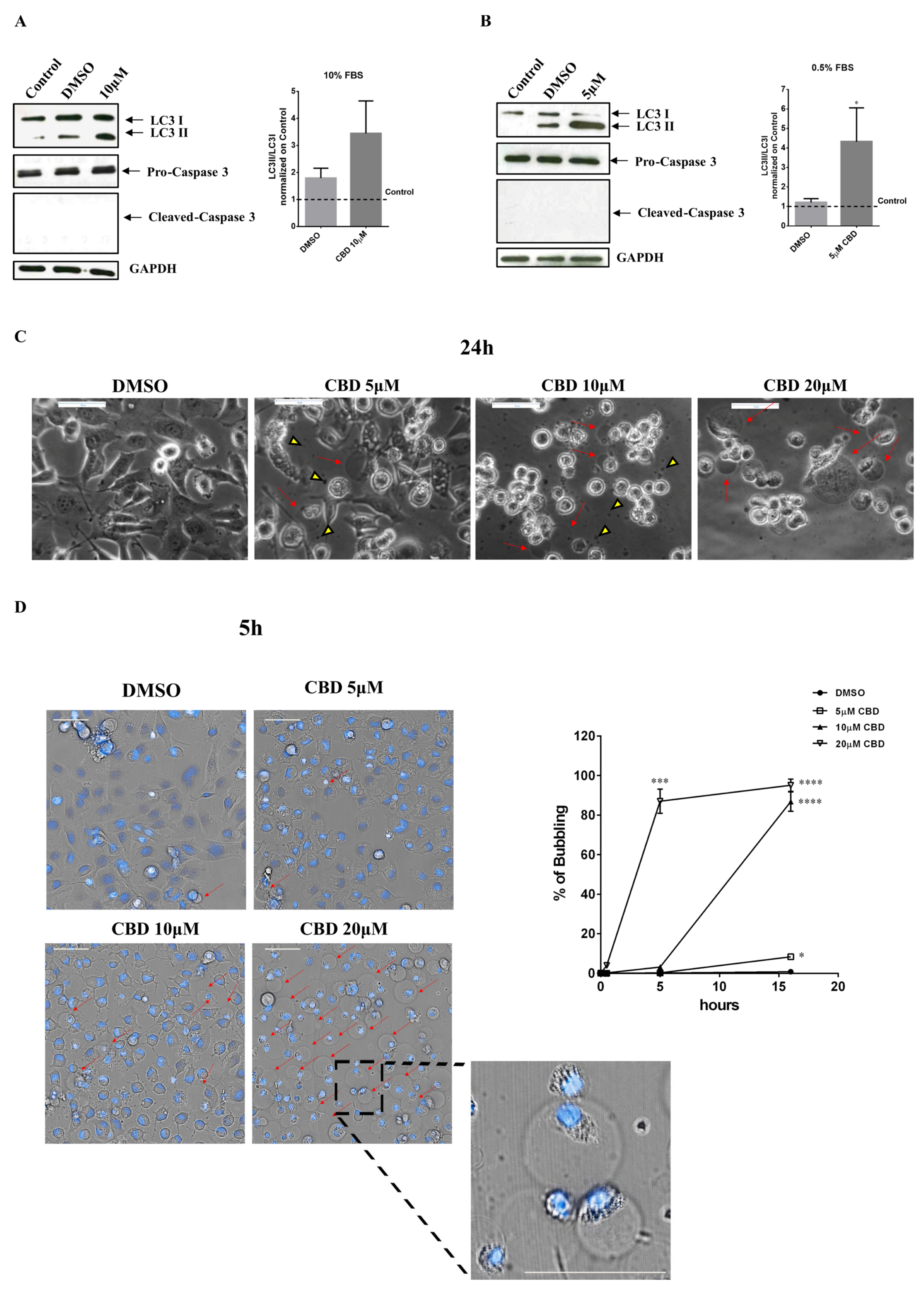 Ijms 23 07145 g004 550