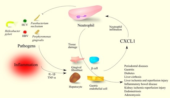 Ccl1 Function IJMS | Free Full-Text | The Importance of CXCL1 in the Physiological ...