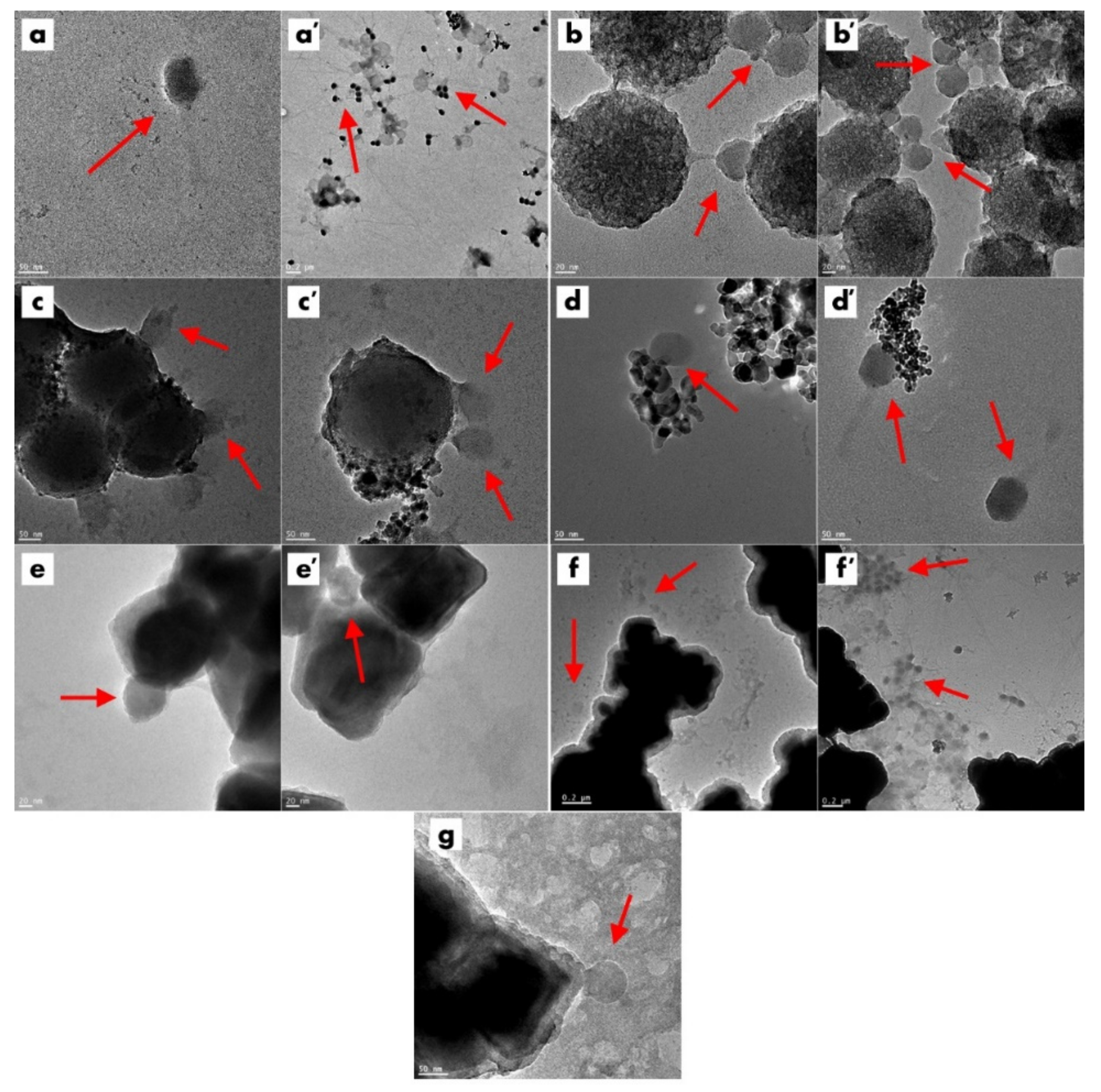 Ijms 23 07179 g005 550