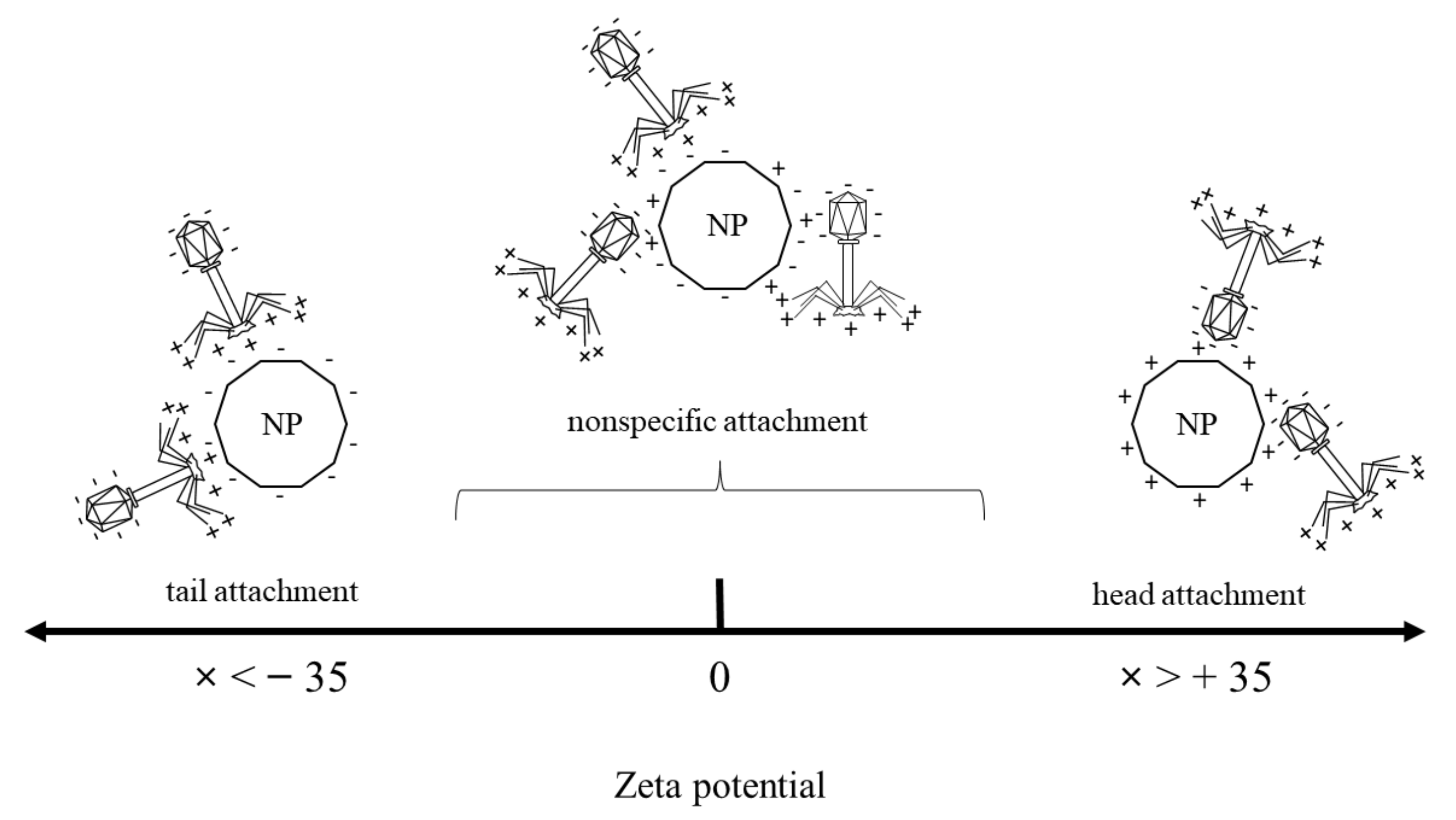 Ijms 23 07179 g006 550