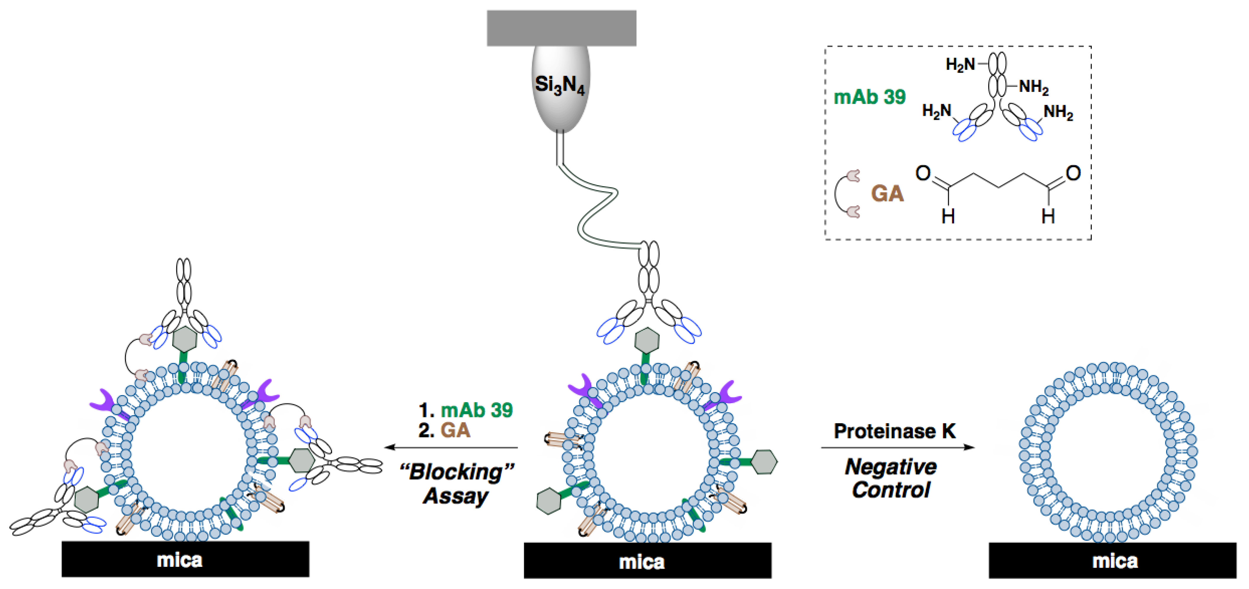 Ijms 23 07193 g004 550