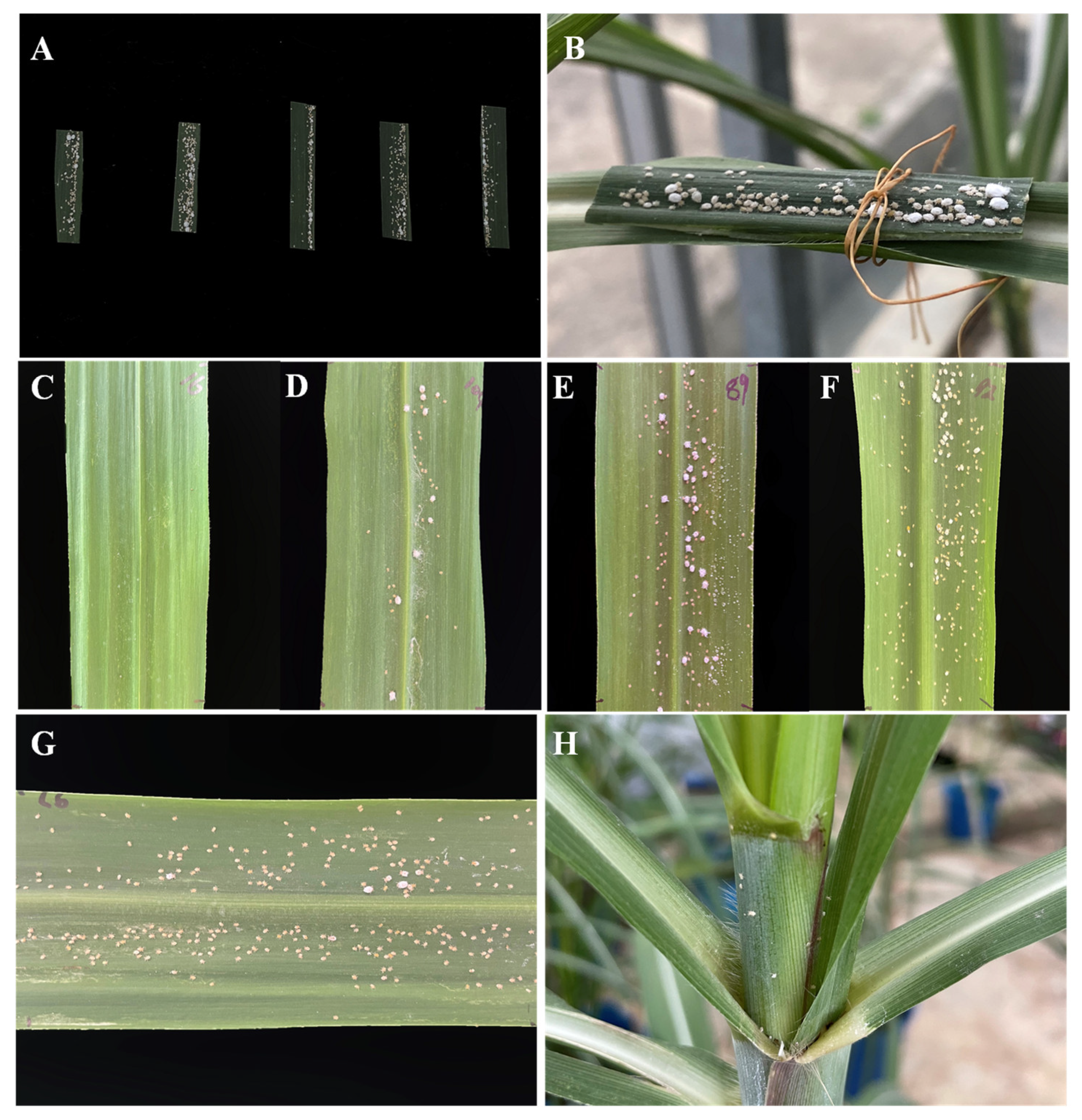 Ijms 23 07195 g002 550