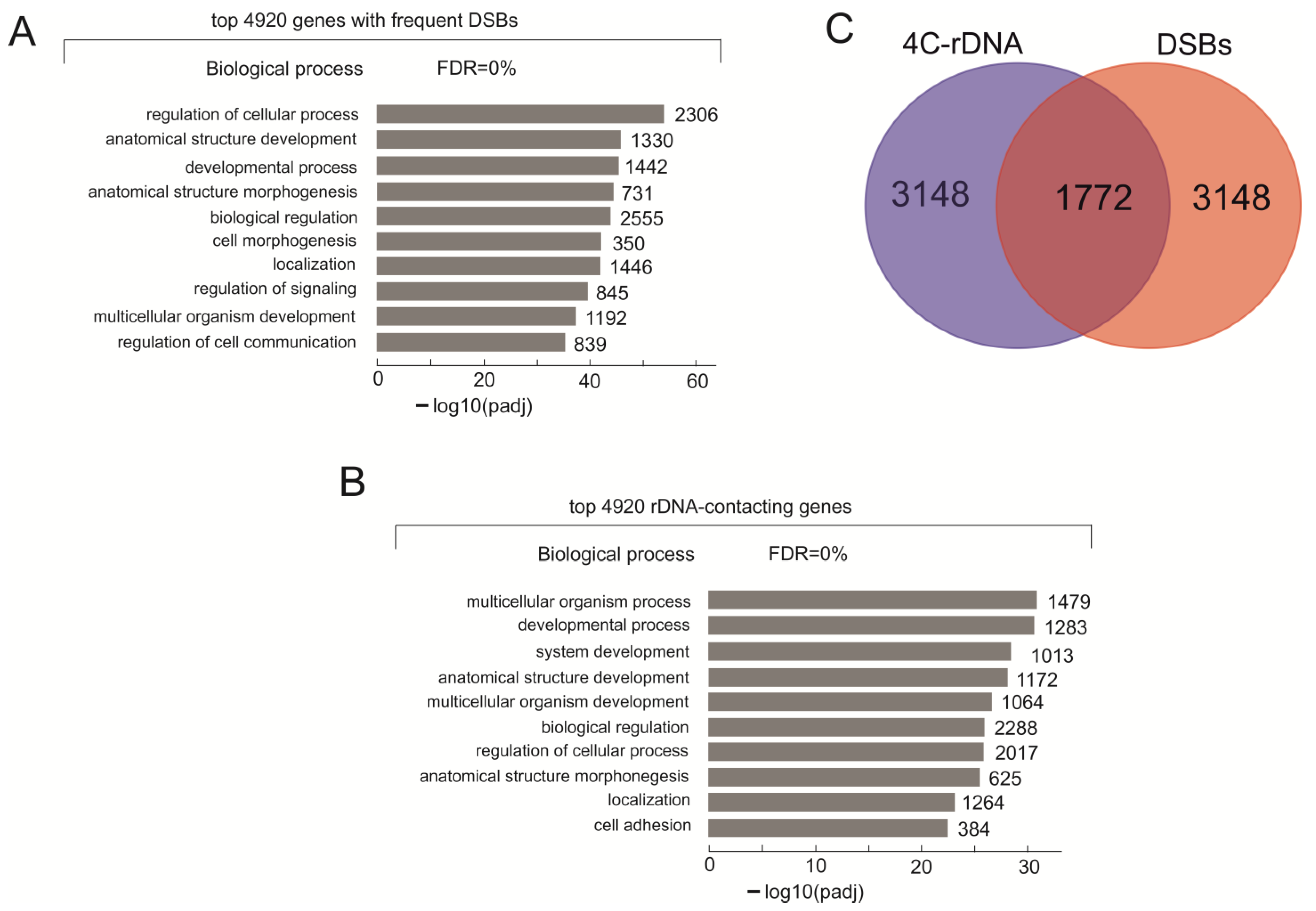 Ijms Free Full Text Genes Possessing The Most Frequent Dna Dsbs Are Highly Associated With Development And Cancers And Essentially Overlap With The Rdna Contacting Genes