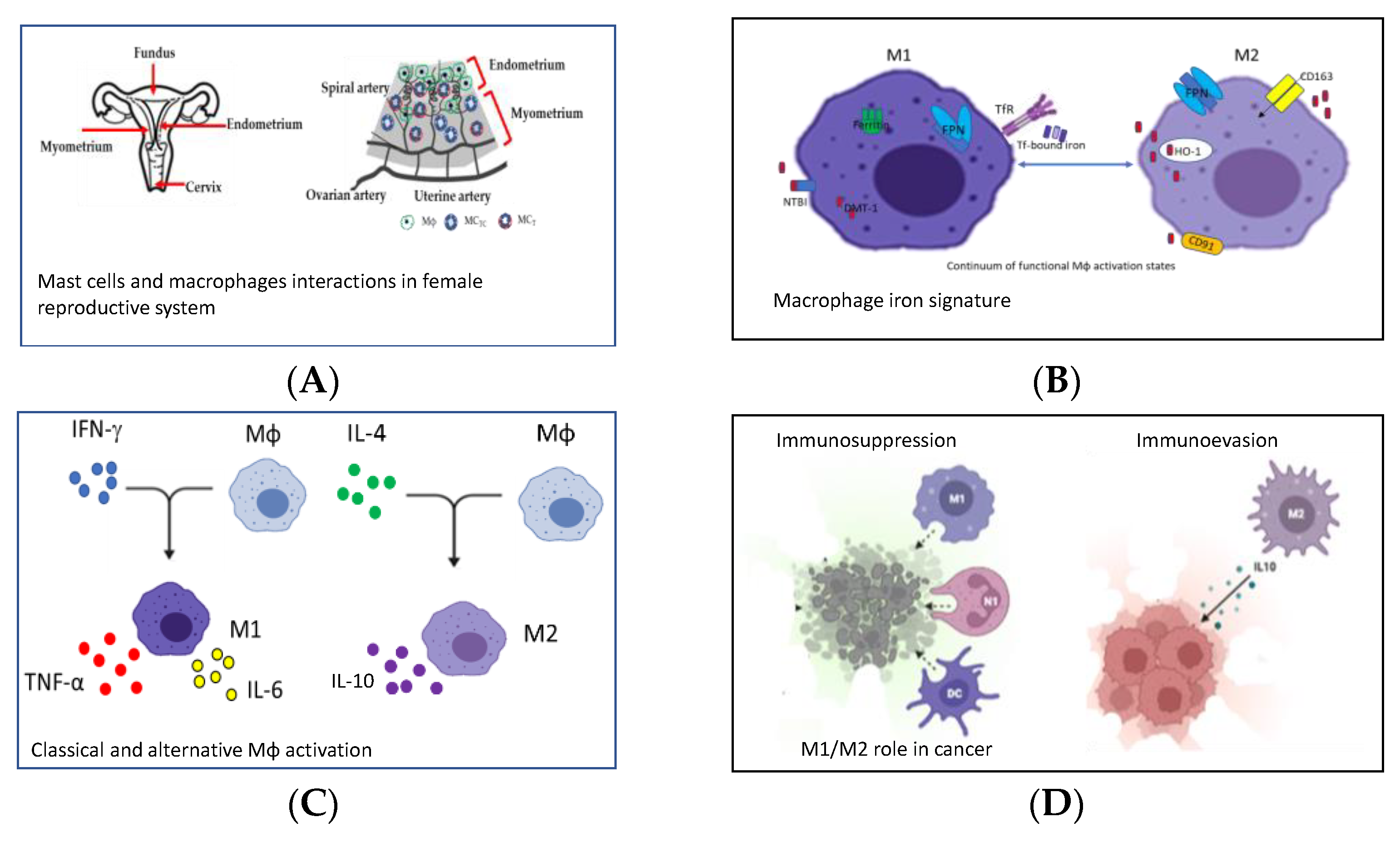 Ijms 23 07208 g001 550