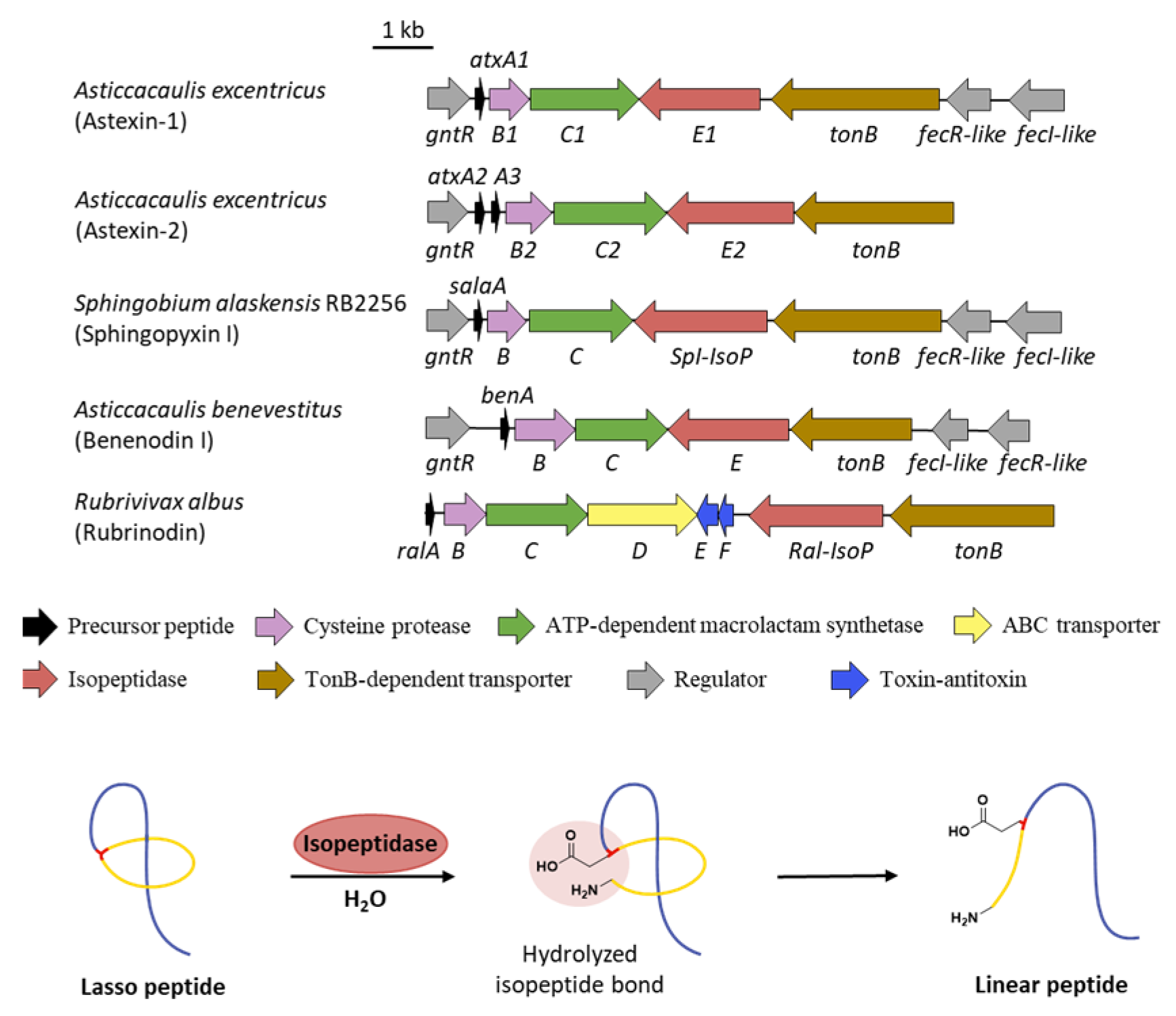 Ijms 23 07231 g010 Ijms 23 07231 g010