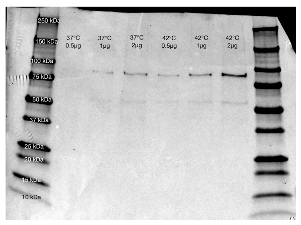 Ijms 23 07233 g003 550