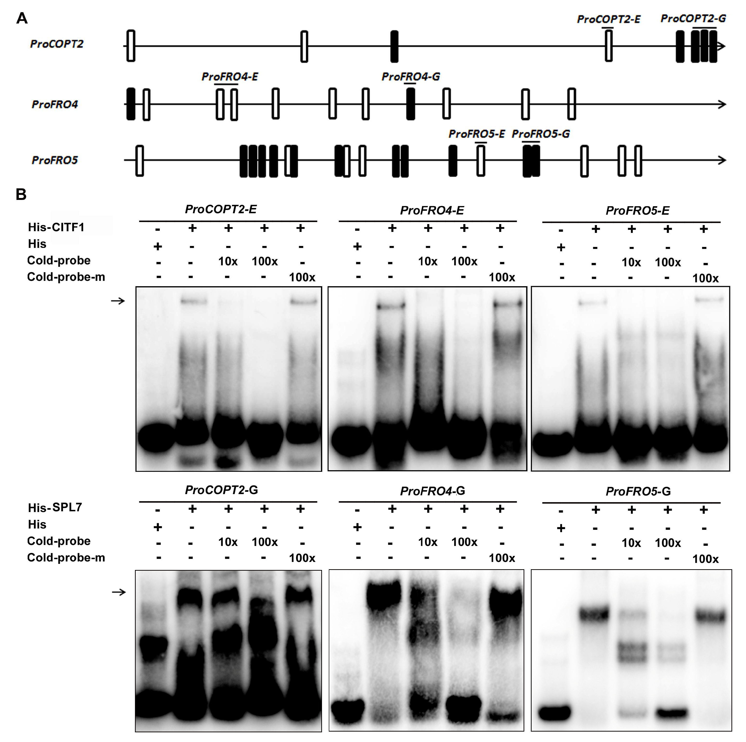 Ijms 23 07239 g006 550