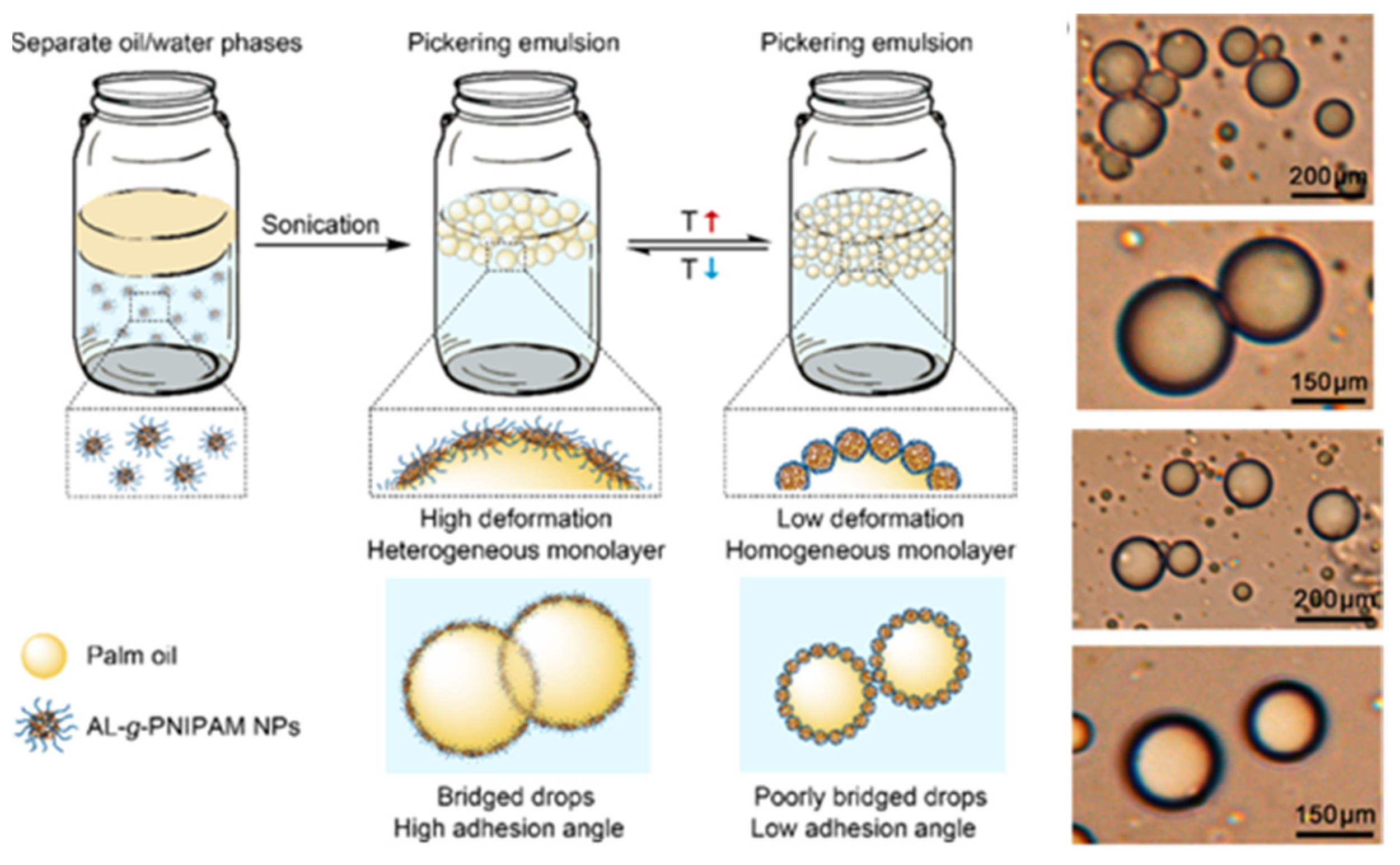 Ijms 23 07254 g008 550