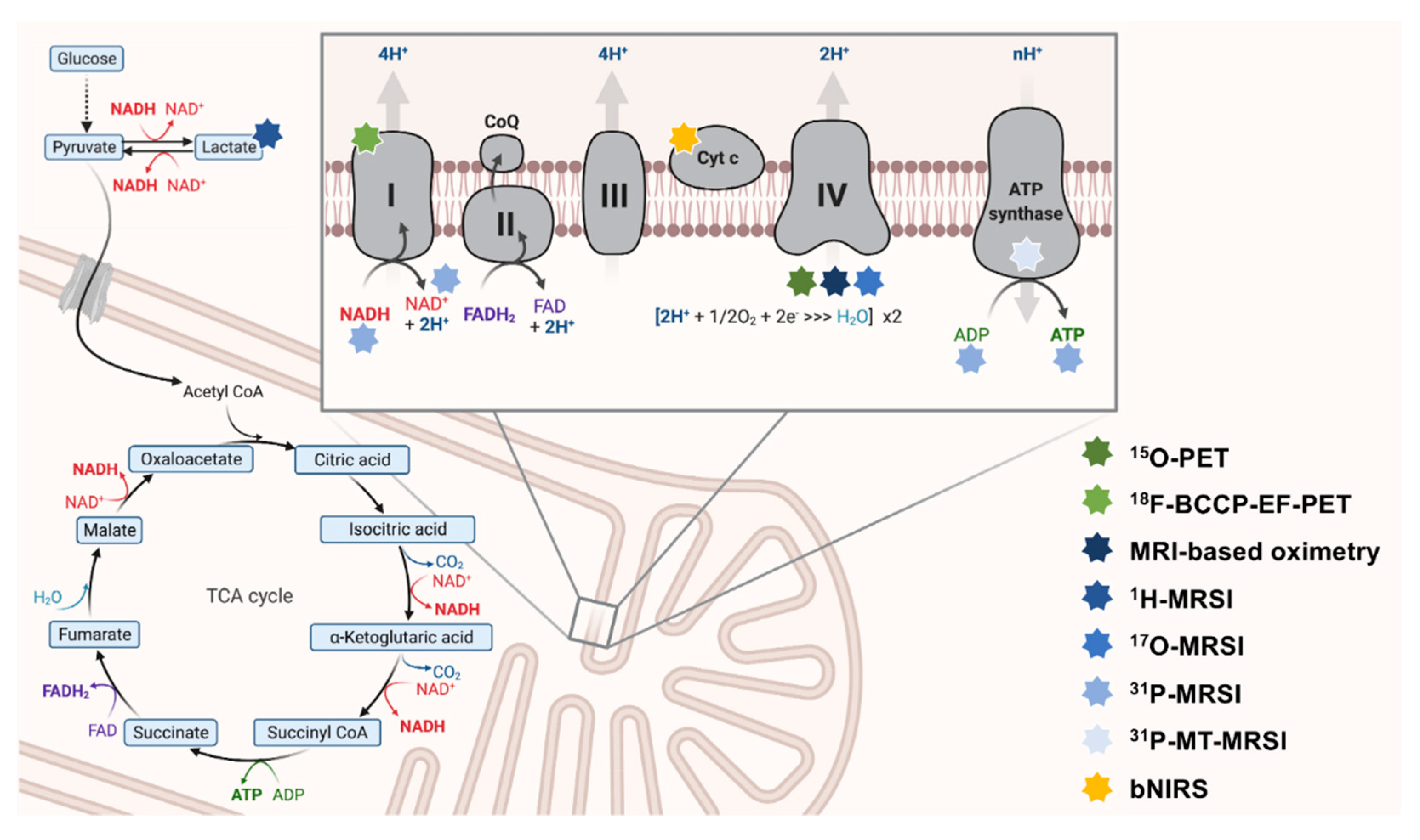 Ijms 23 07263 g001 Ijms 23 07263 g001