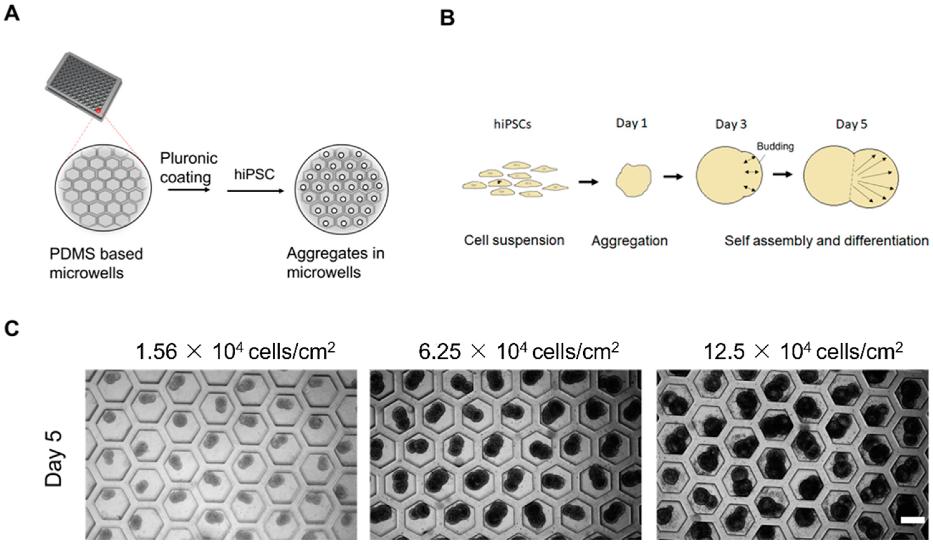 Ijms 23 07272 g001 Ijms 23 07272 g001