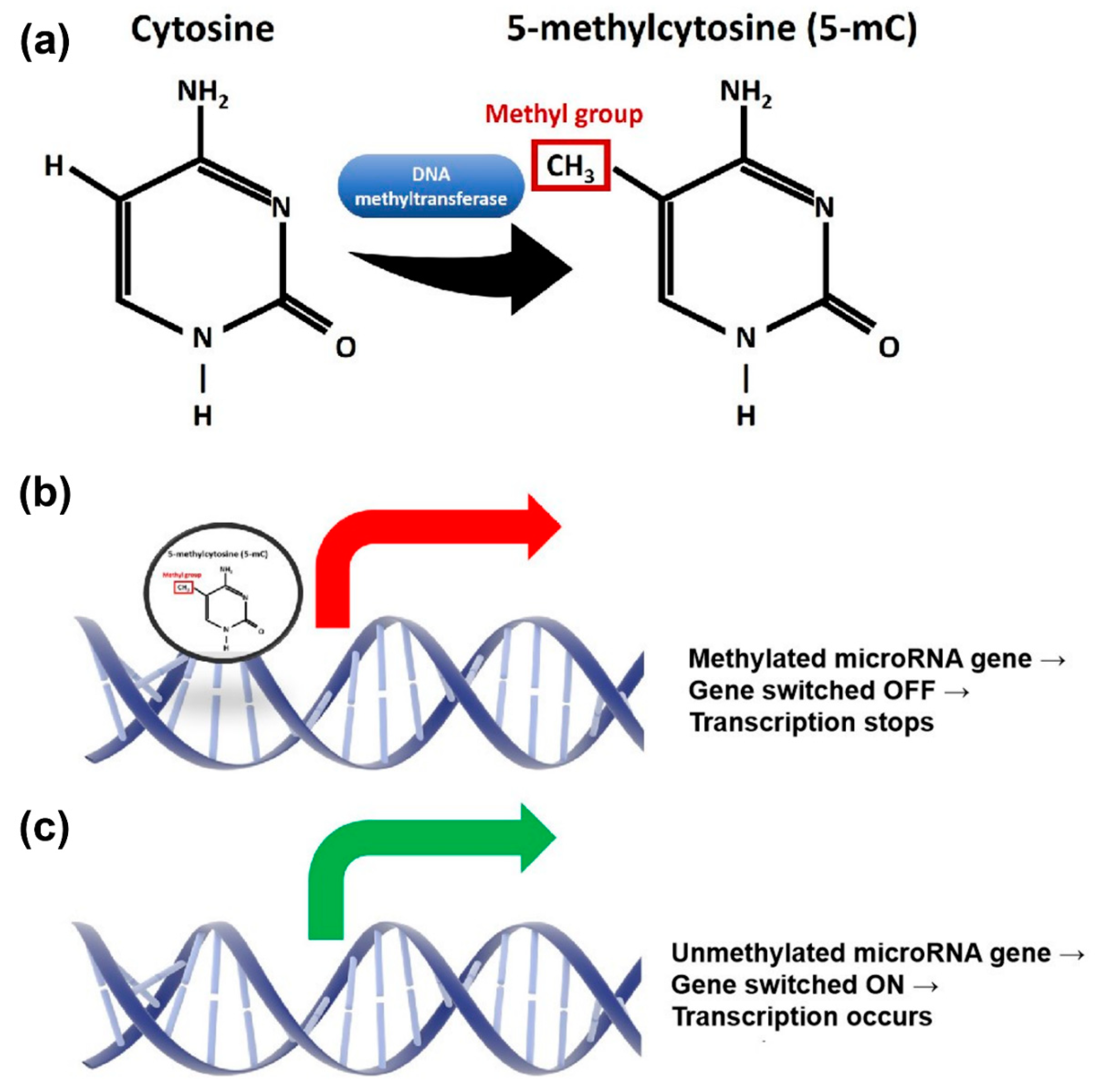 Ijms 23 07281 g001 550