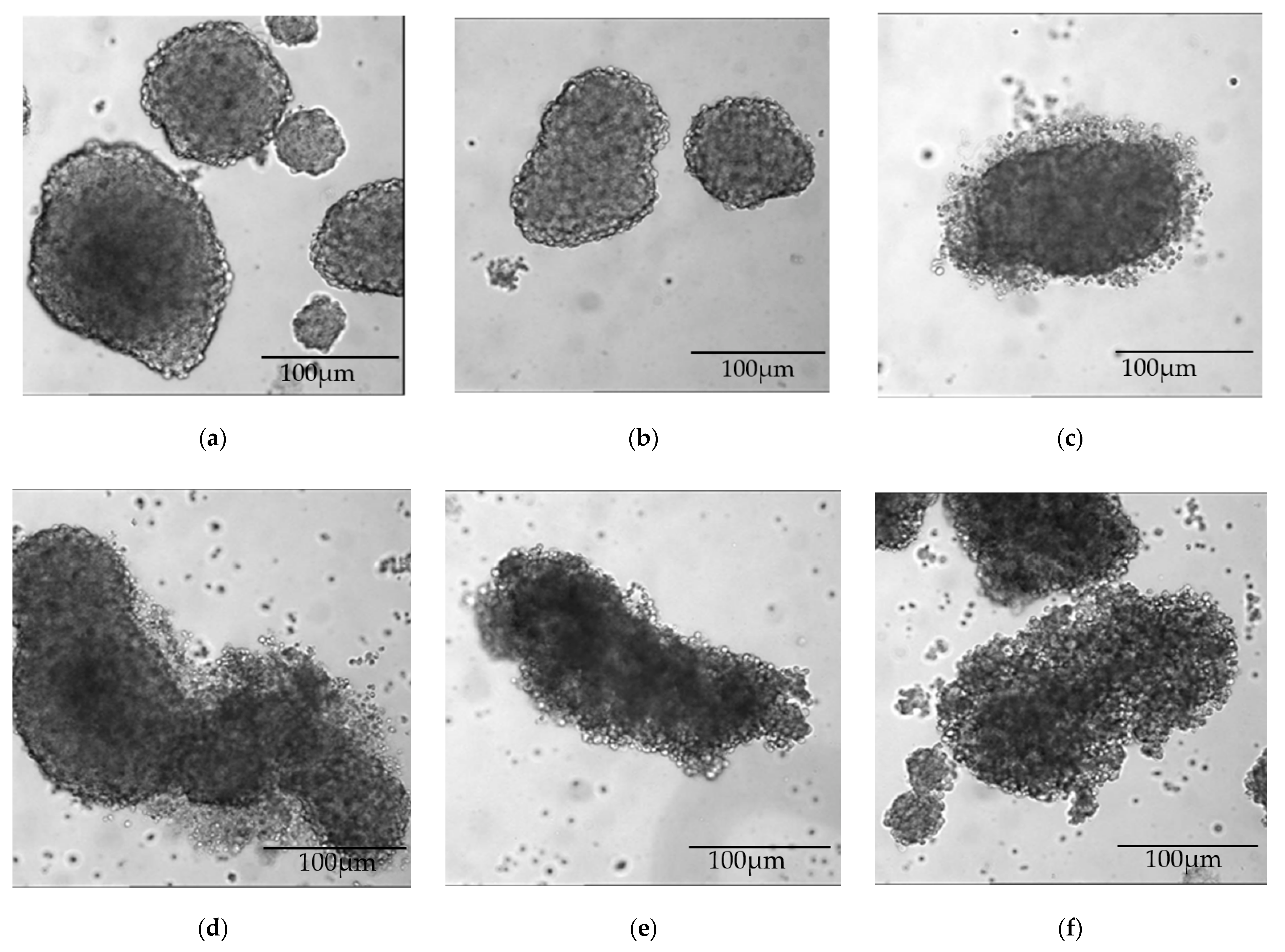 Ijms 23 07293 g003 Ijms 23 07293 g003