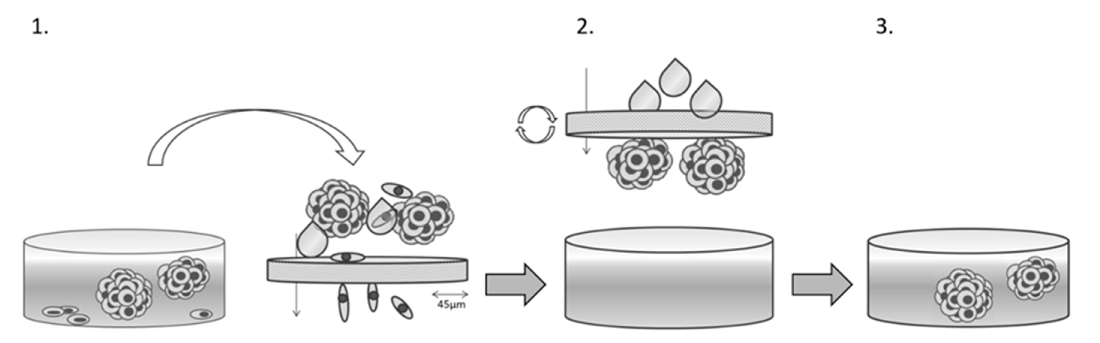 Ijms 23 07293 g007 Ijms 23 07293 g007