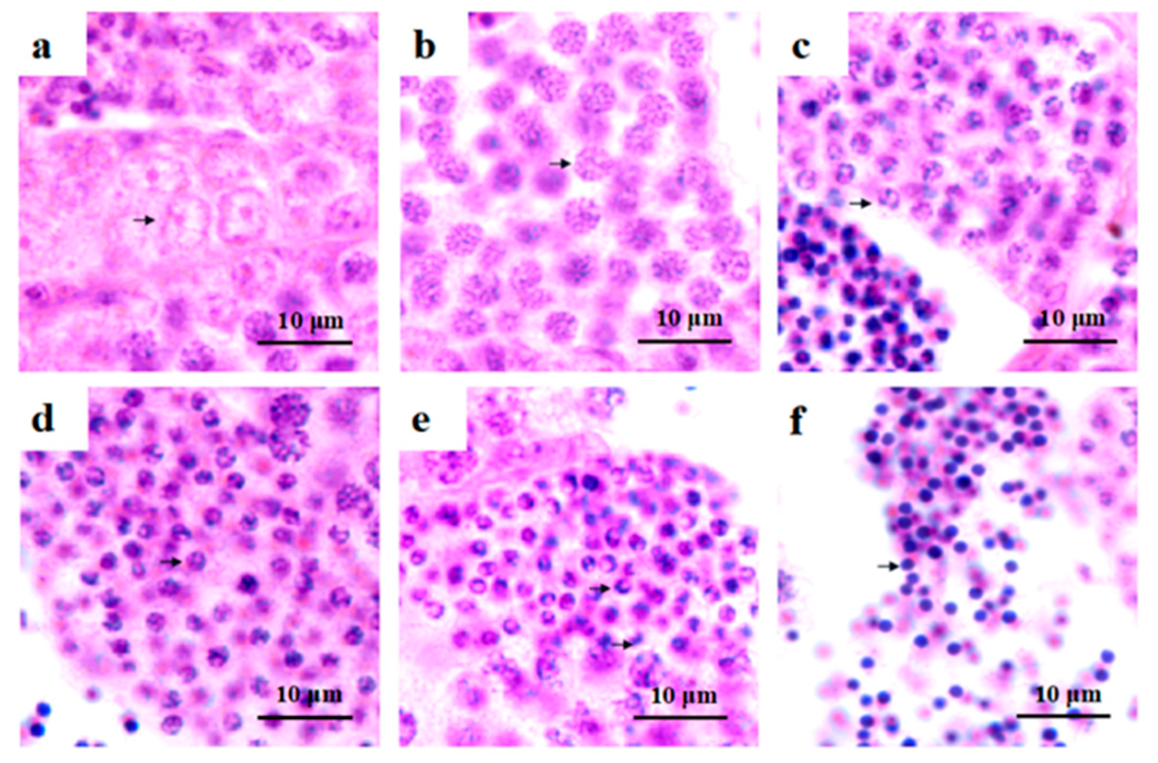 Ijms 23 07295 g002 Ijms 23 07295 g002