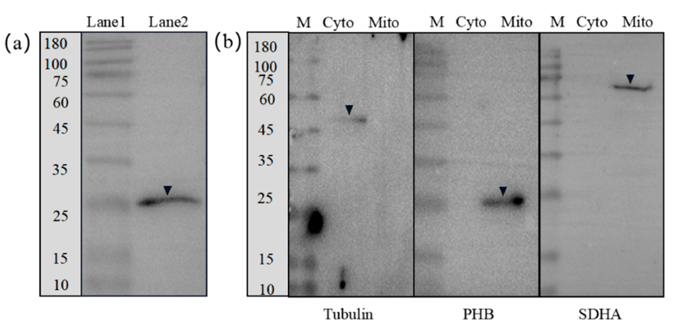 Ijms 23 07295 g008 Ijms 23 07295 g008