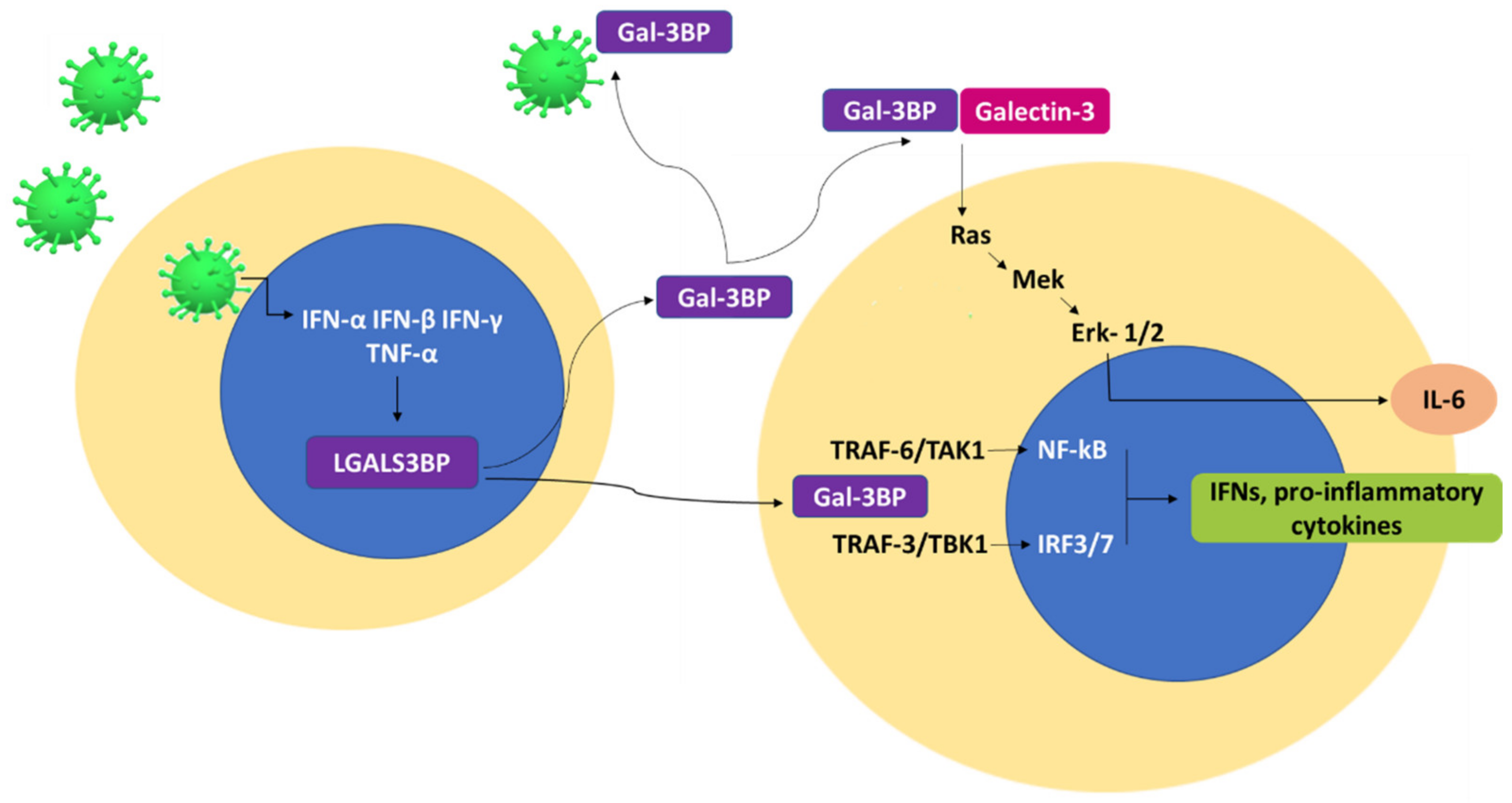 Ijms 23 07314 g003 Ijms 23 07314 g003