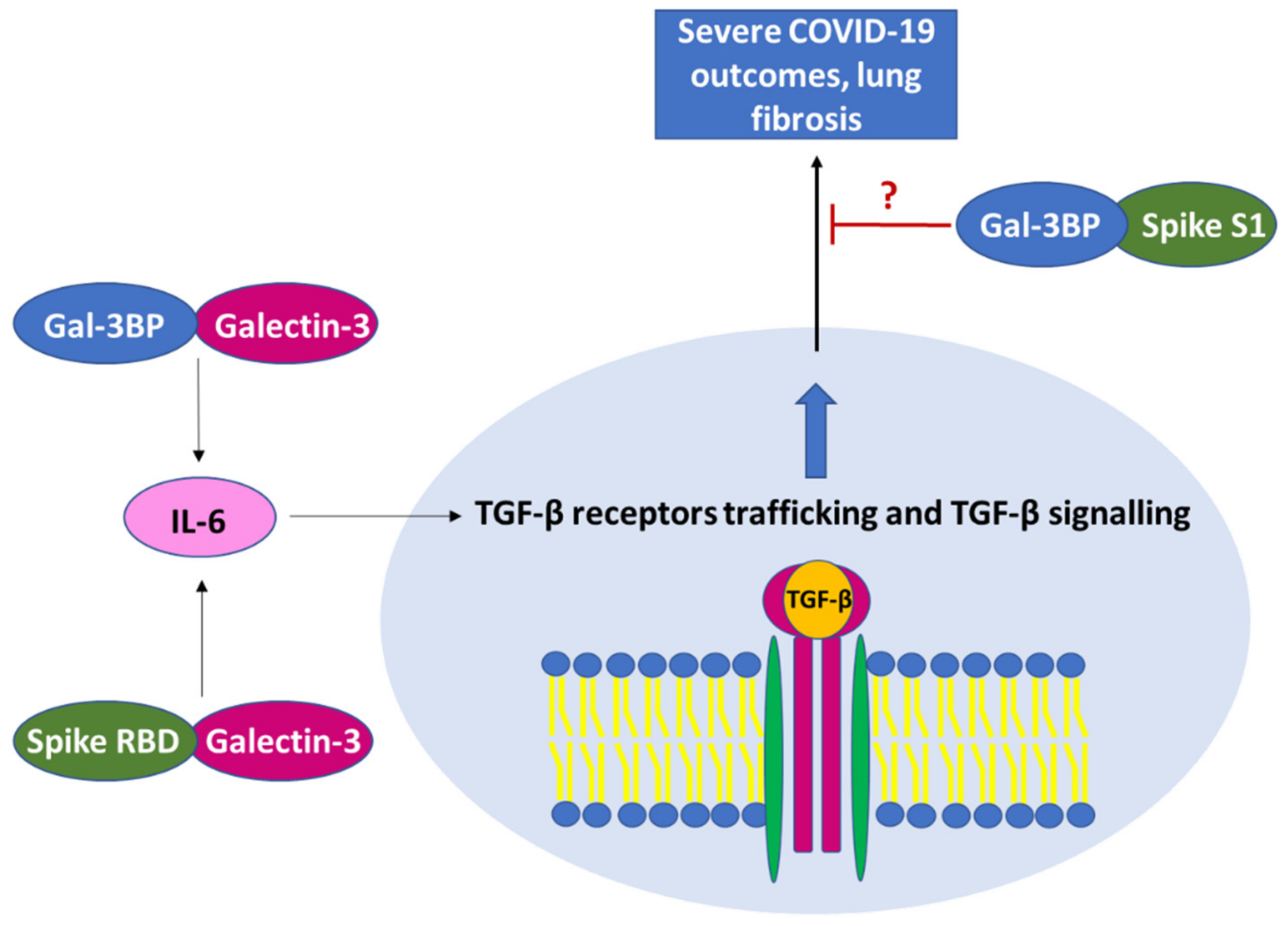 Ijms 23 07314 g004 Ijms 23 07314 g004