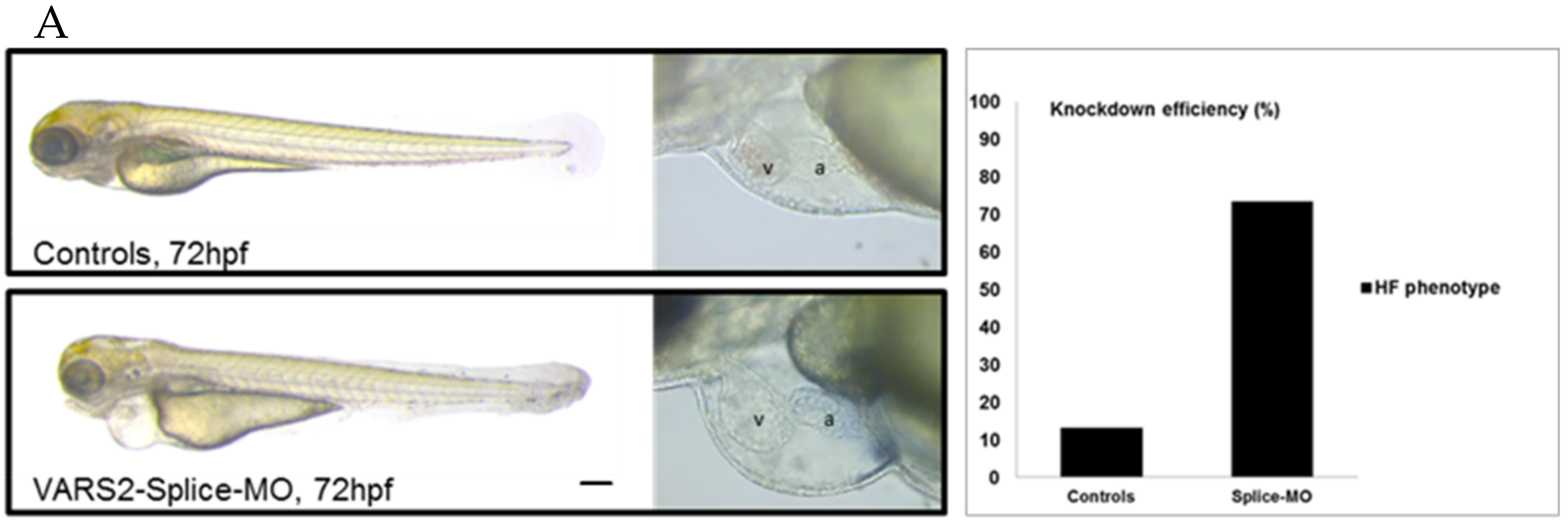 Ijms 23 07327 g001a 550