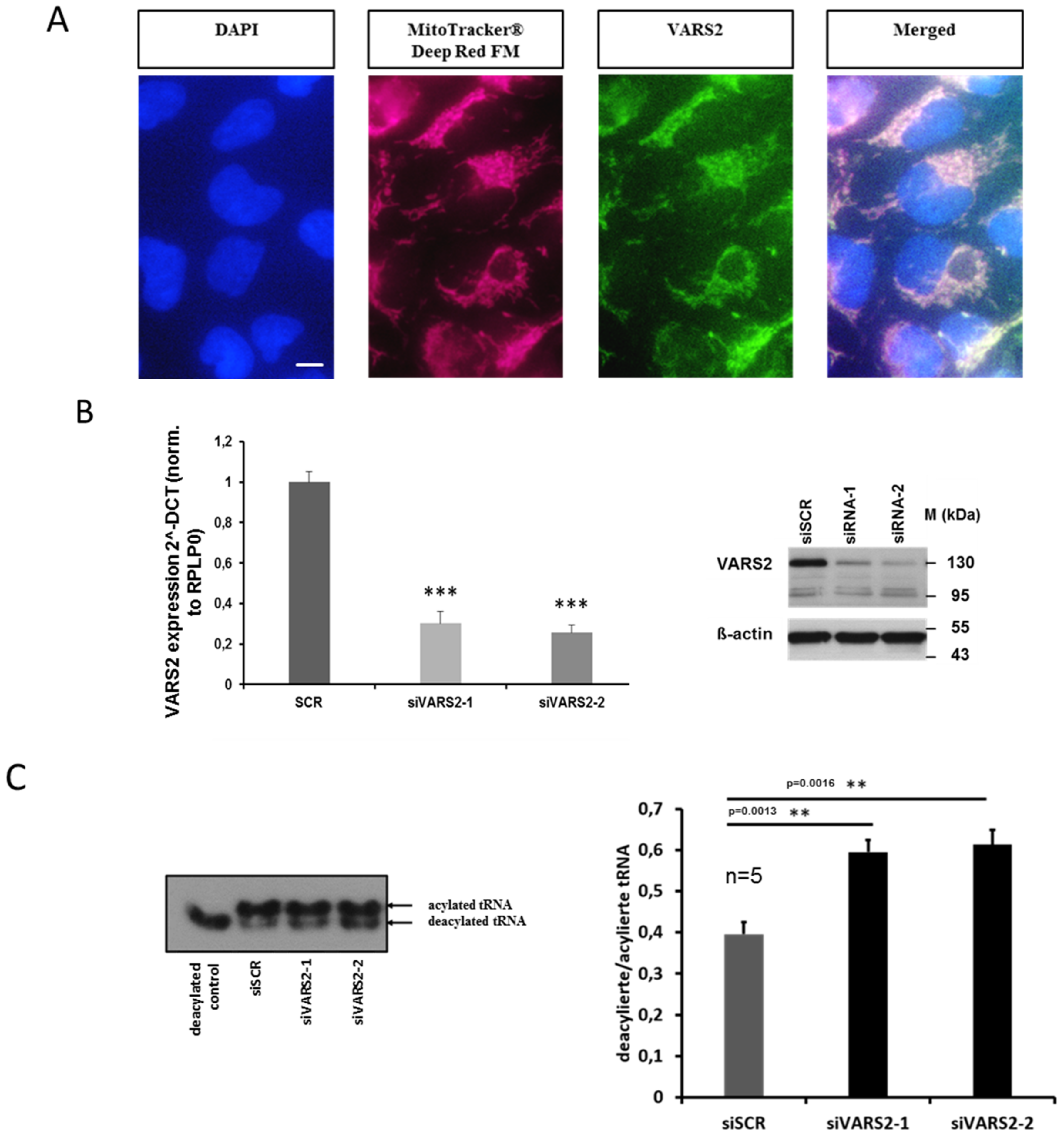 Ijms 23 07327 g002 550