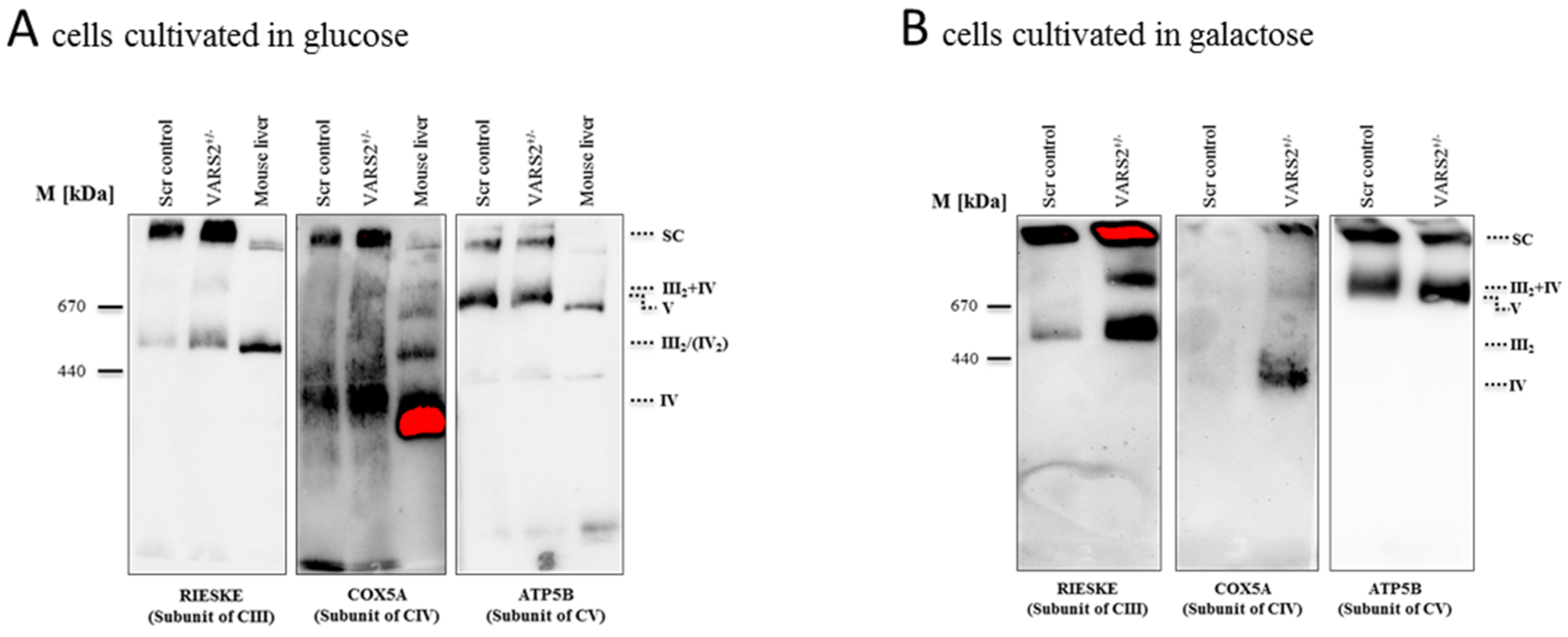 Ijms 23 07327 g003a 550