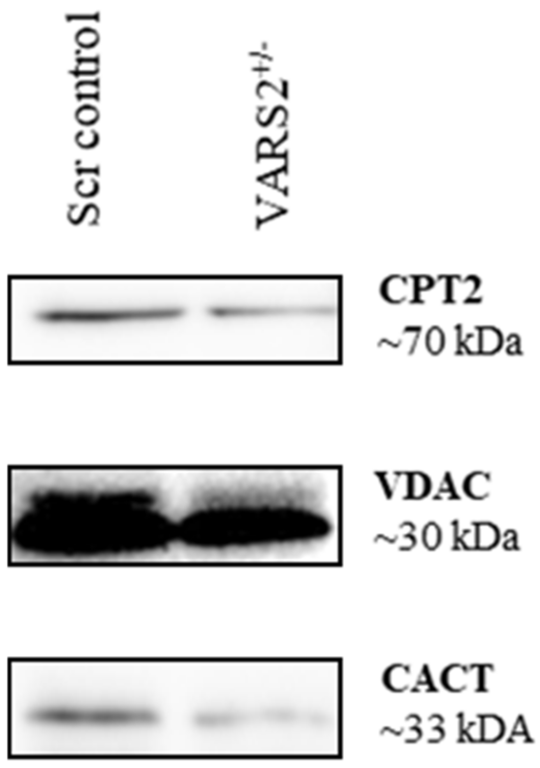 Ijms 23 07327 g005 550