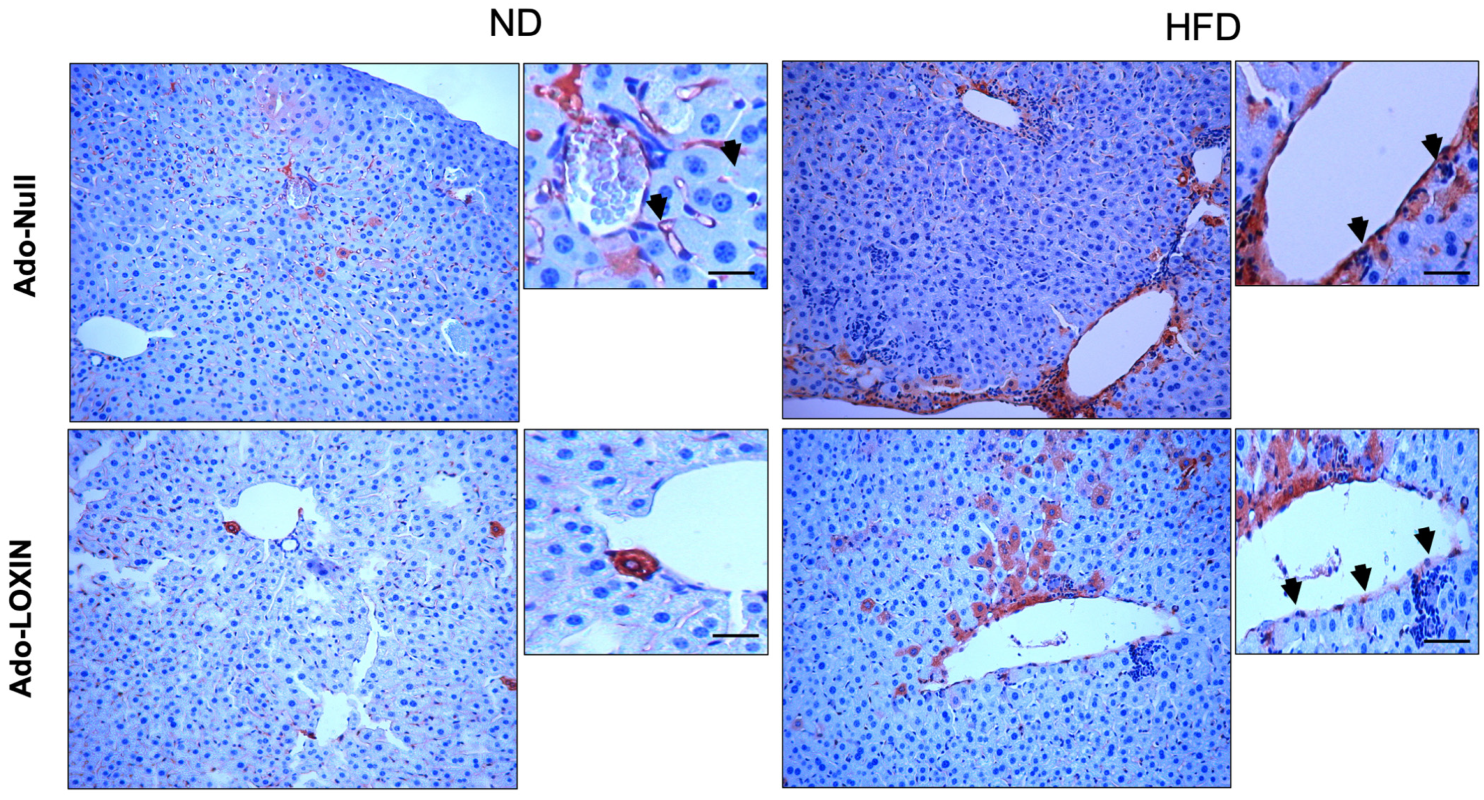 Ijms 23 07329 g006 550