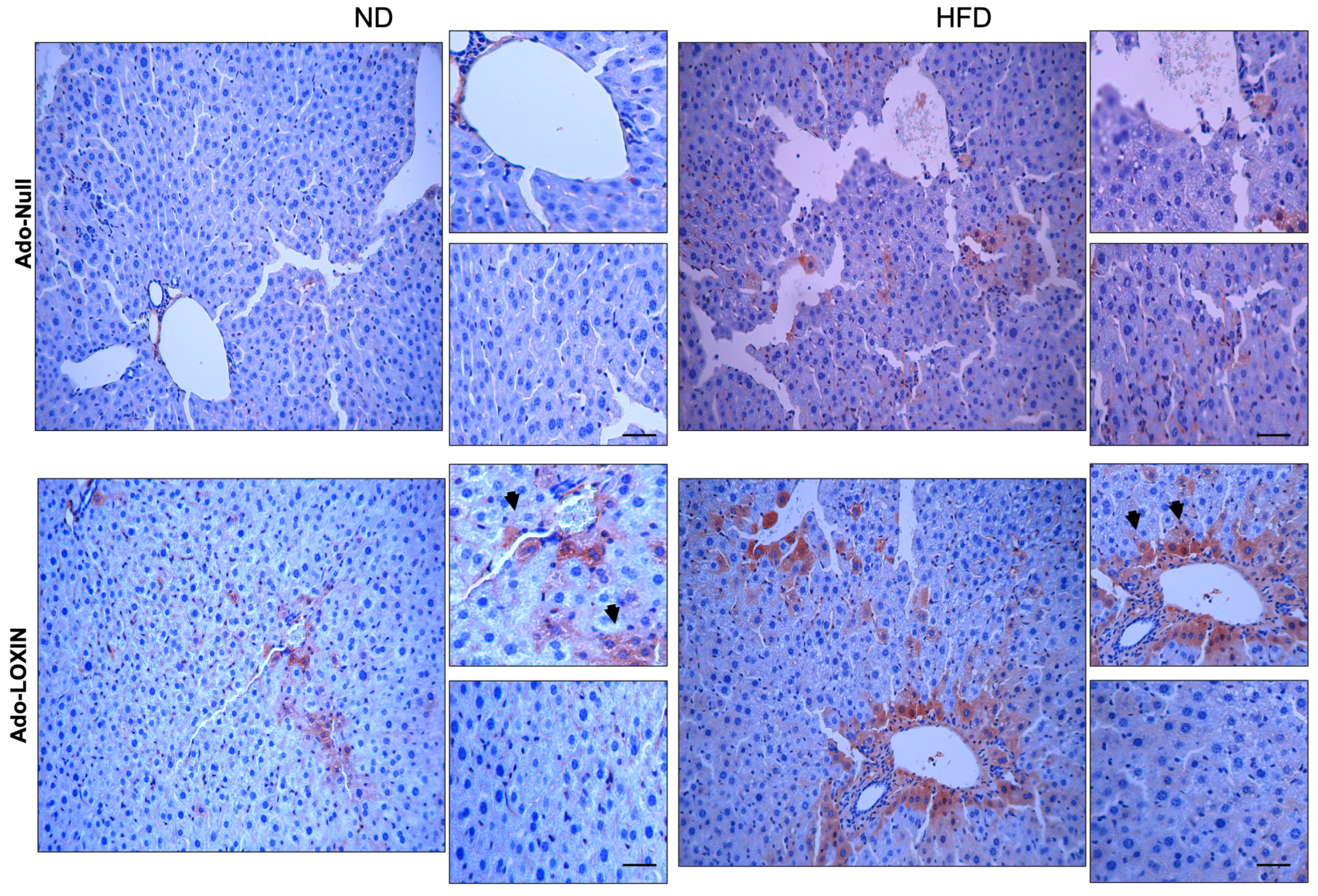 Ijms 23 07329 g008 550