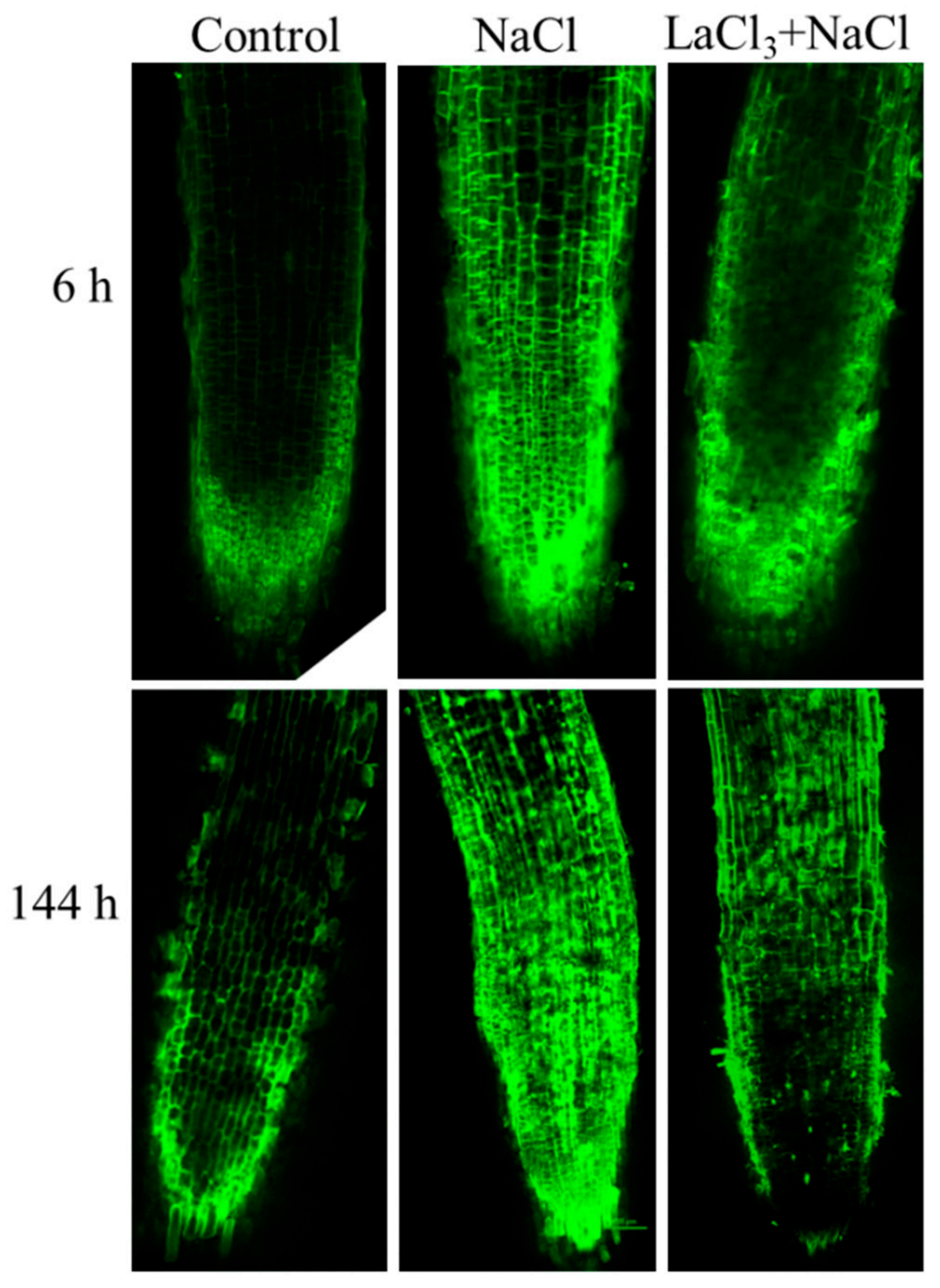 Ijms 23 07341 g001 550