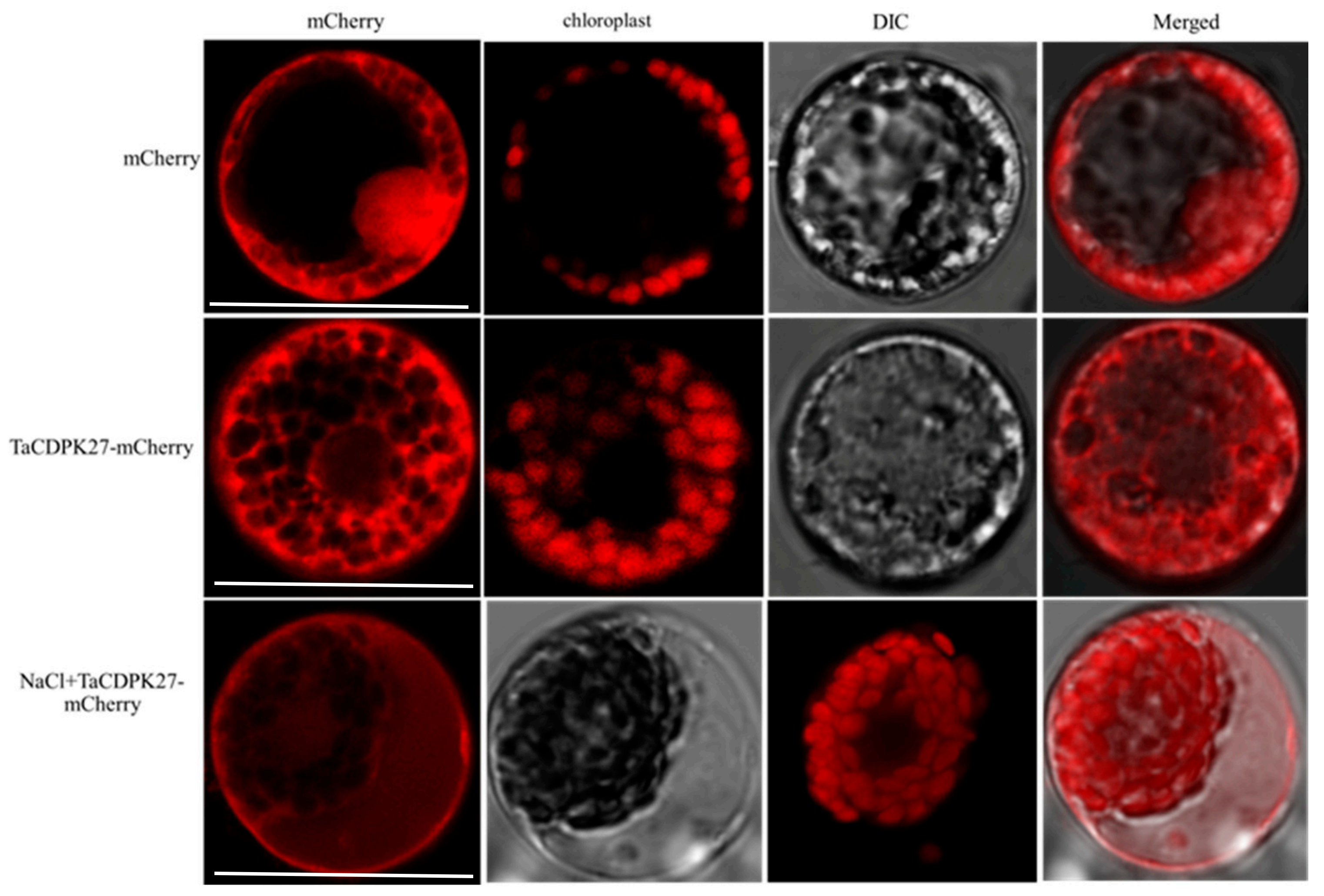 Ijms 23 07341 g005 550