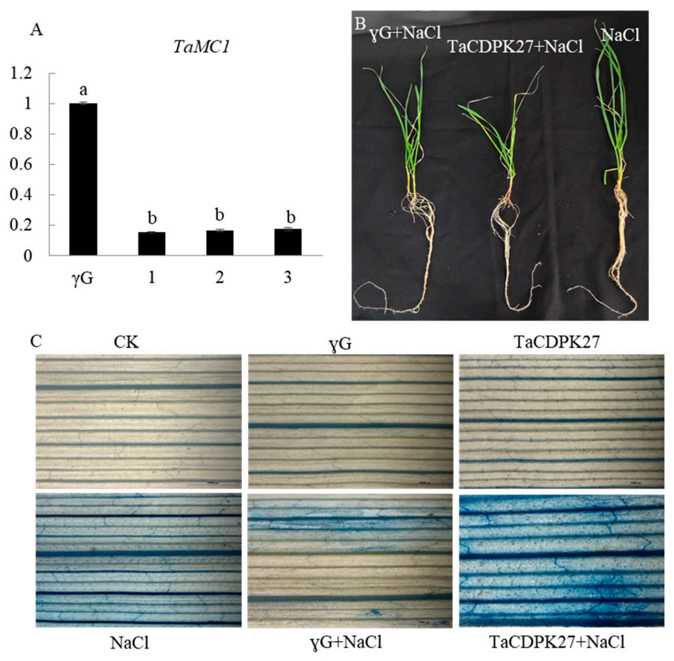 Ijms 23 07341 g006 550