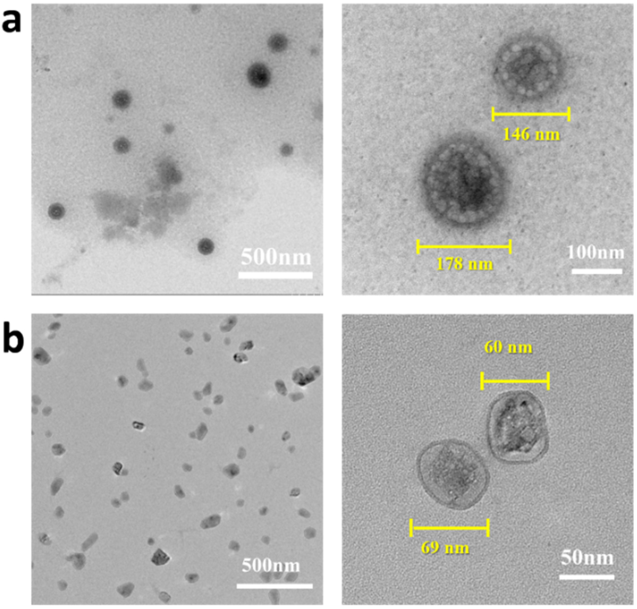 Ijms 23 07342 g004 550