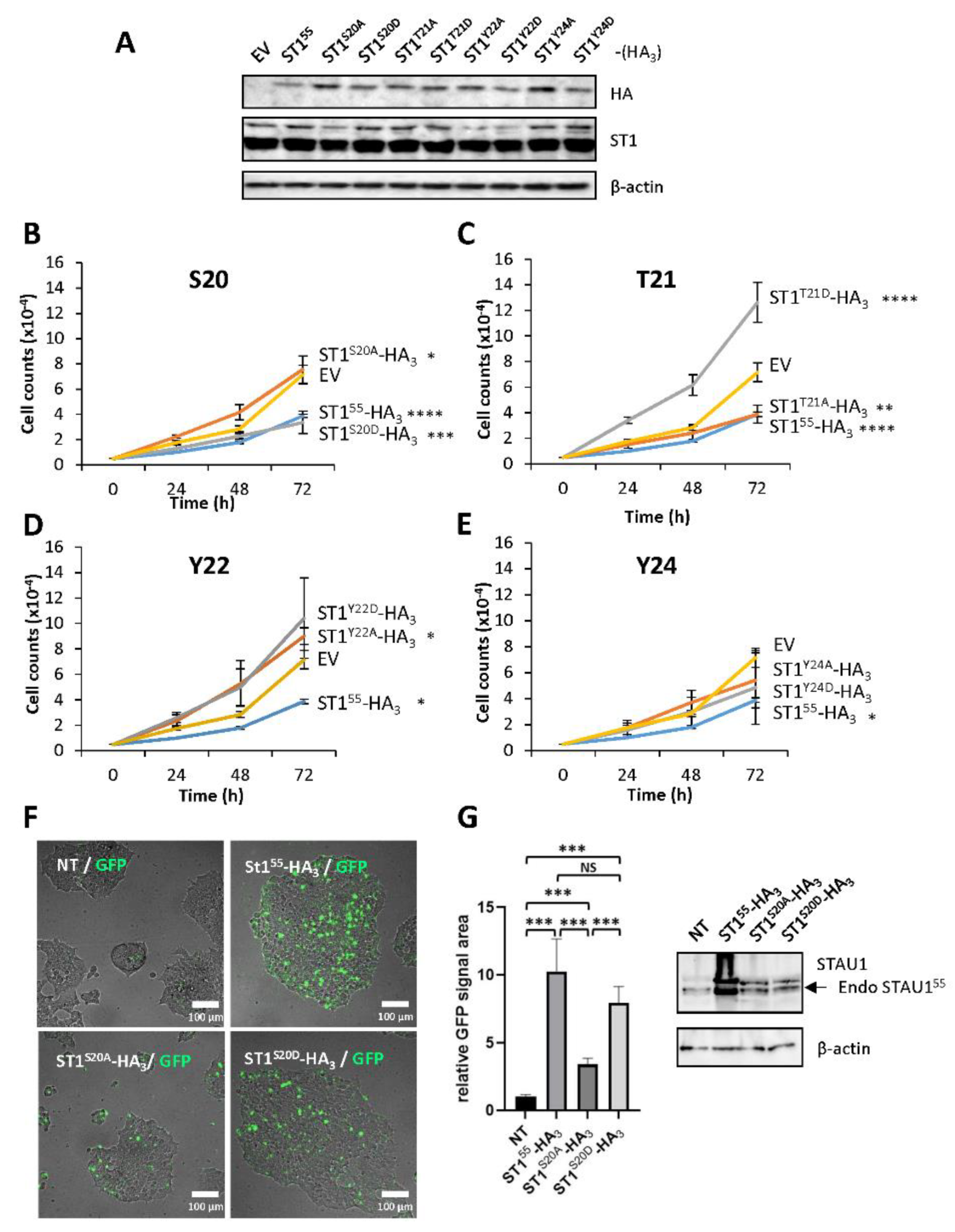 Ijms 23 07344 g003 550