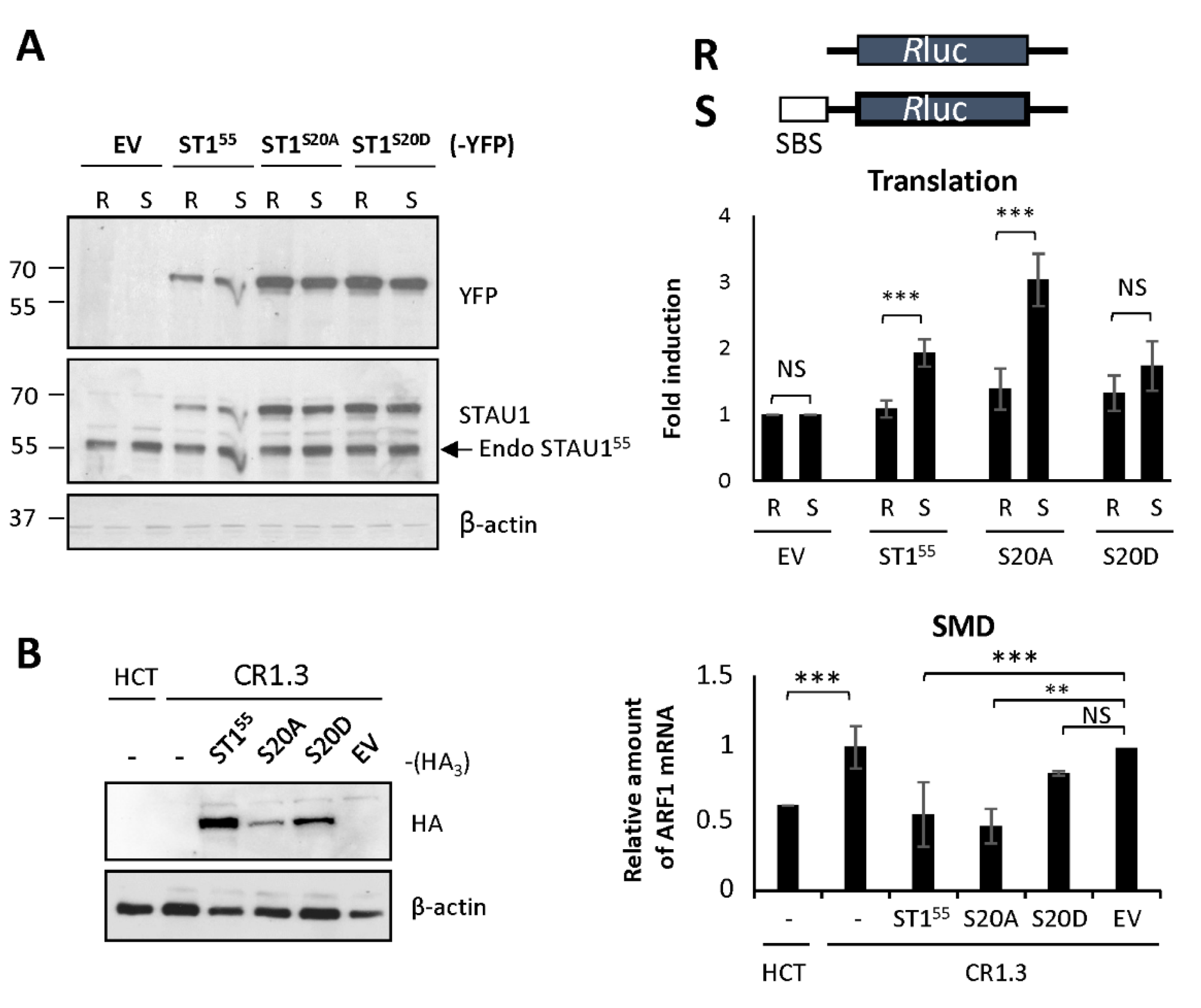Ijms 23 07344 g004 550