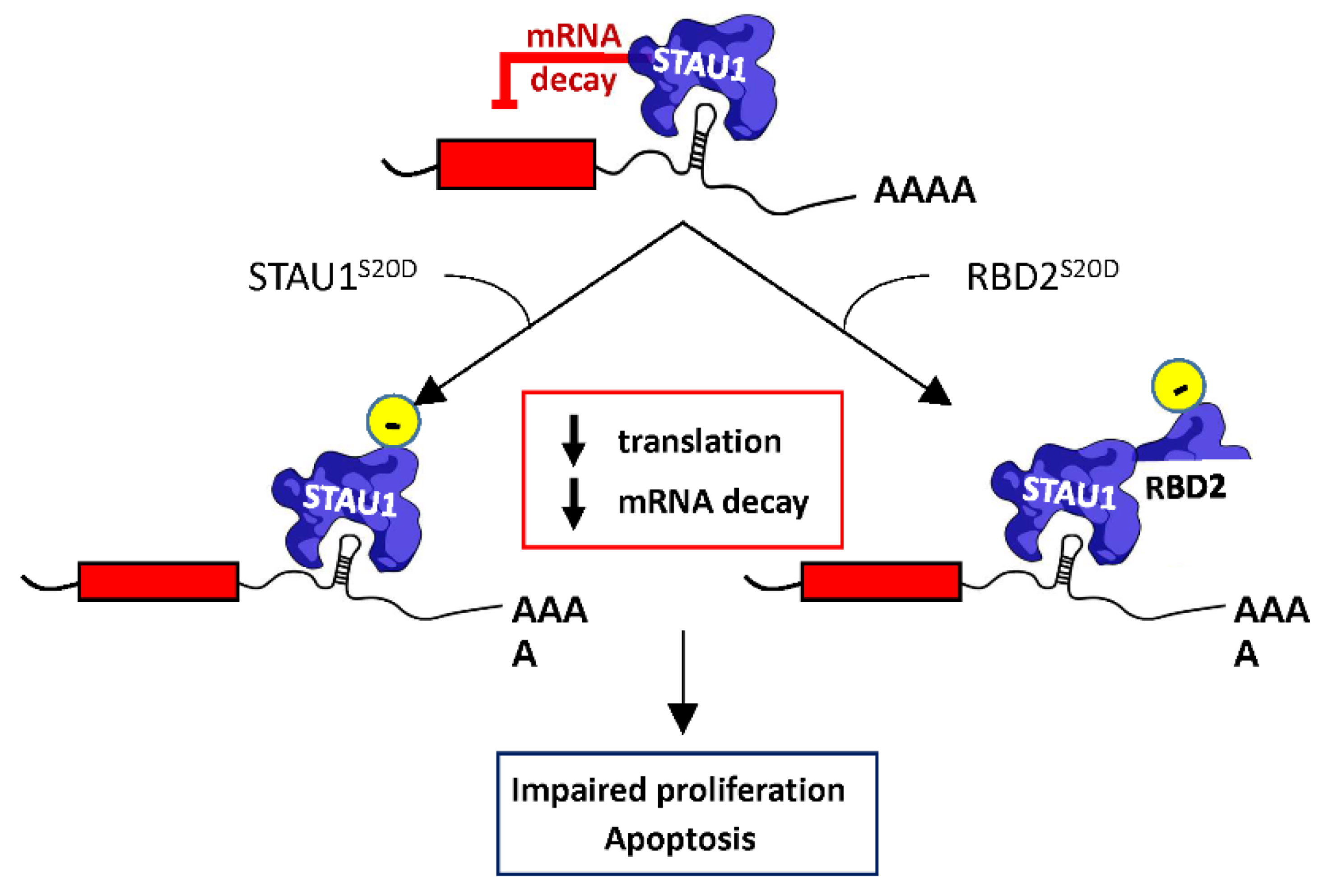 Ijms 23 07344 g007 550