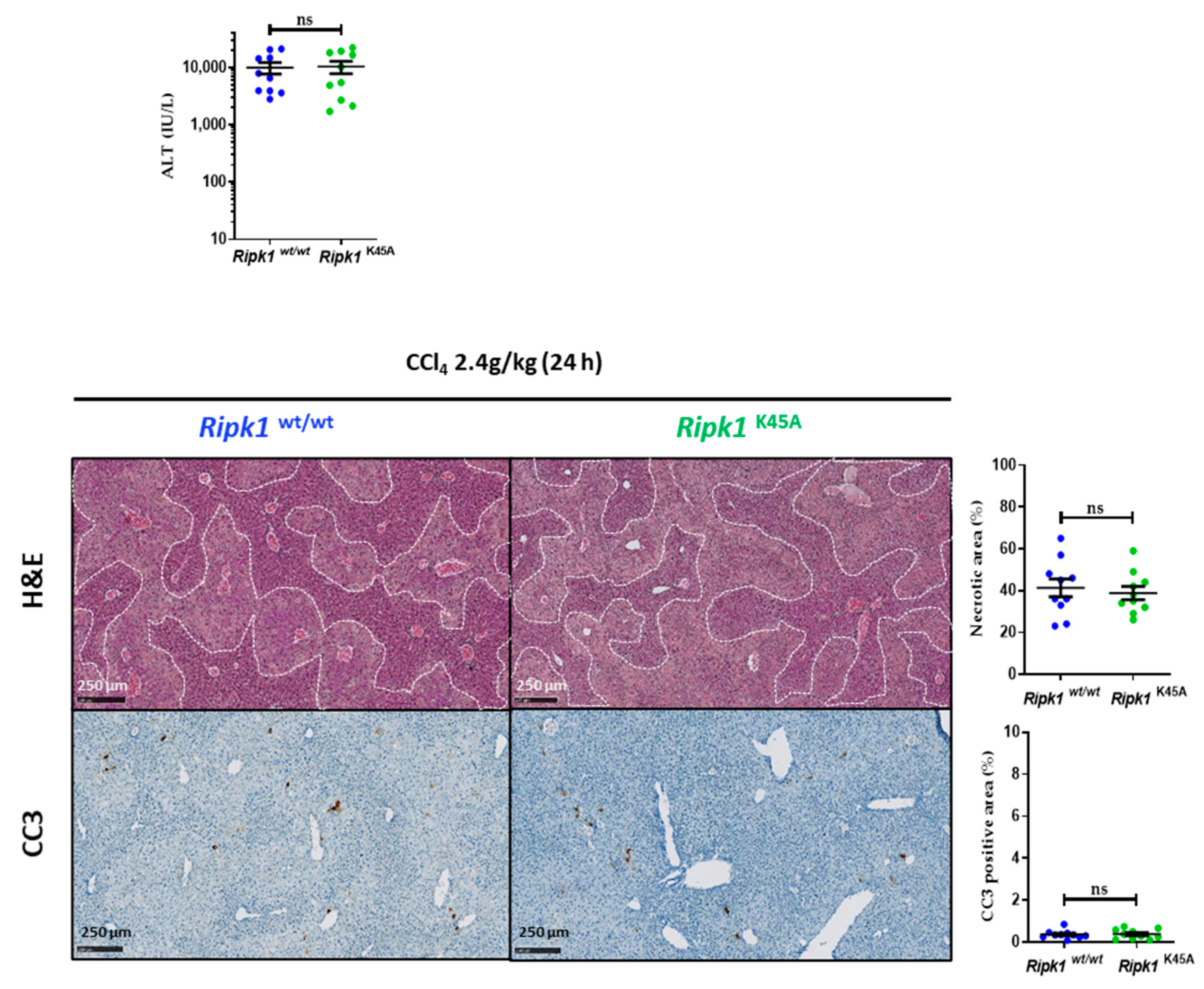 Ijms 23 07367 g002 550
