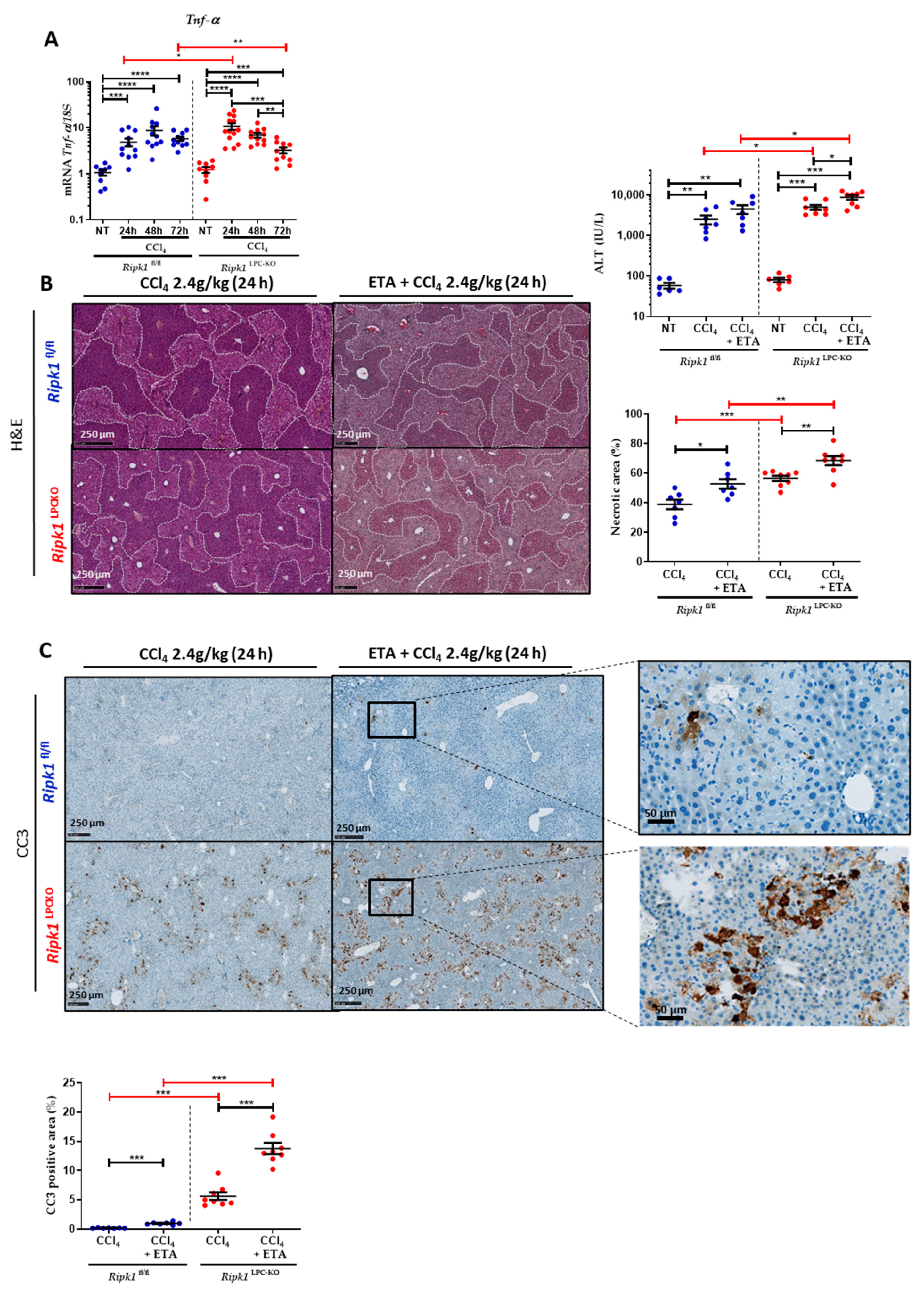 Ijms 23 07367 g005 550