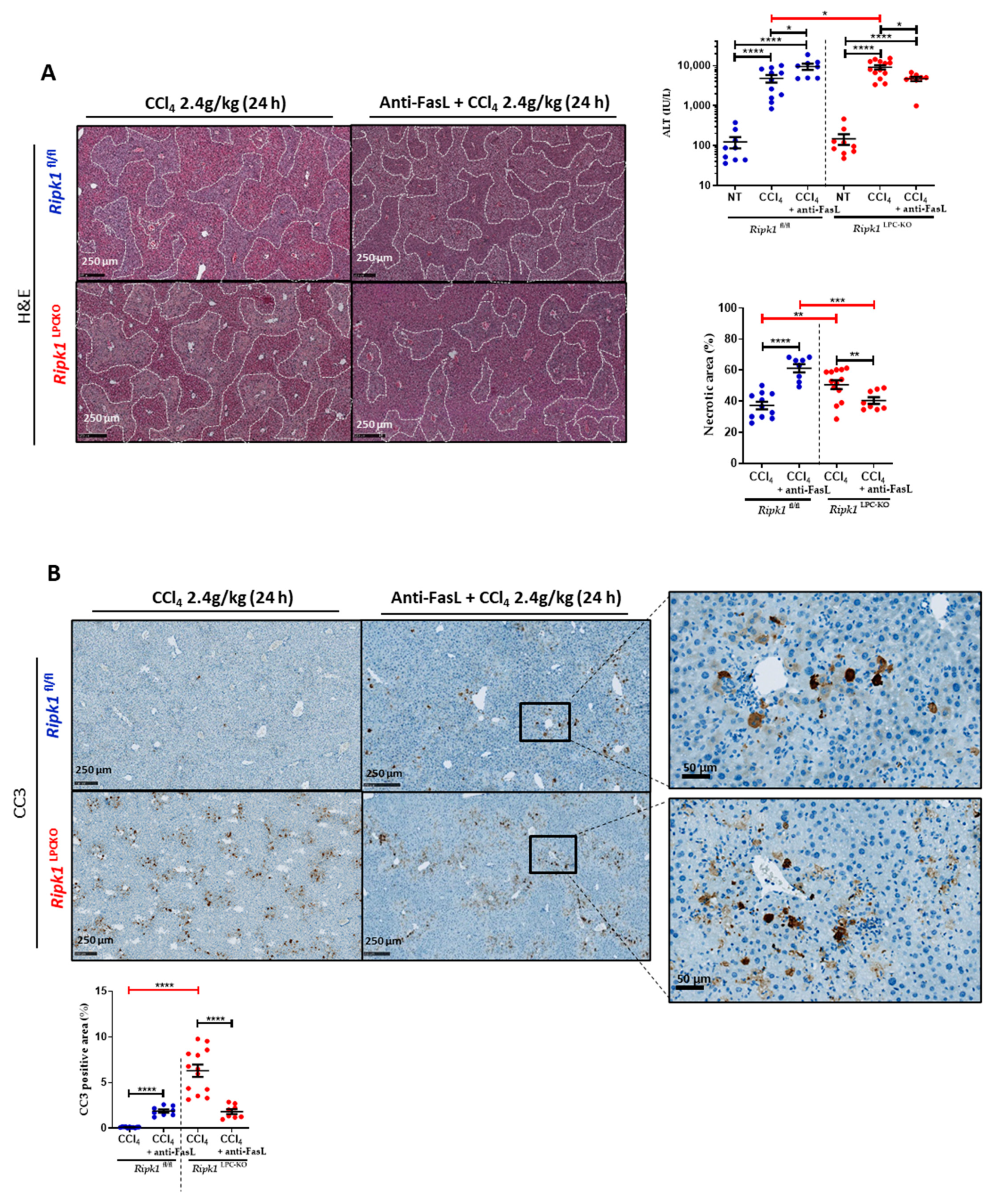 Ijms 23 07367 g007 550