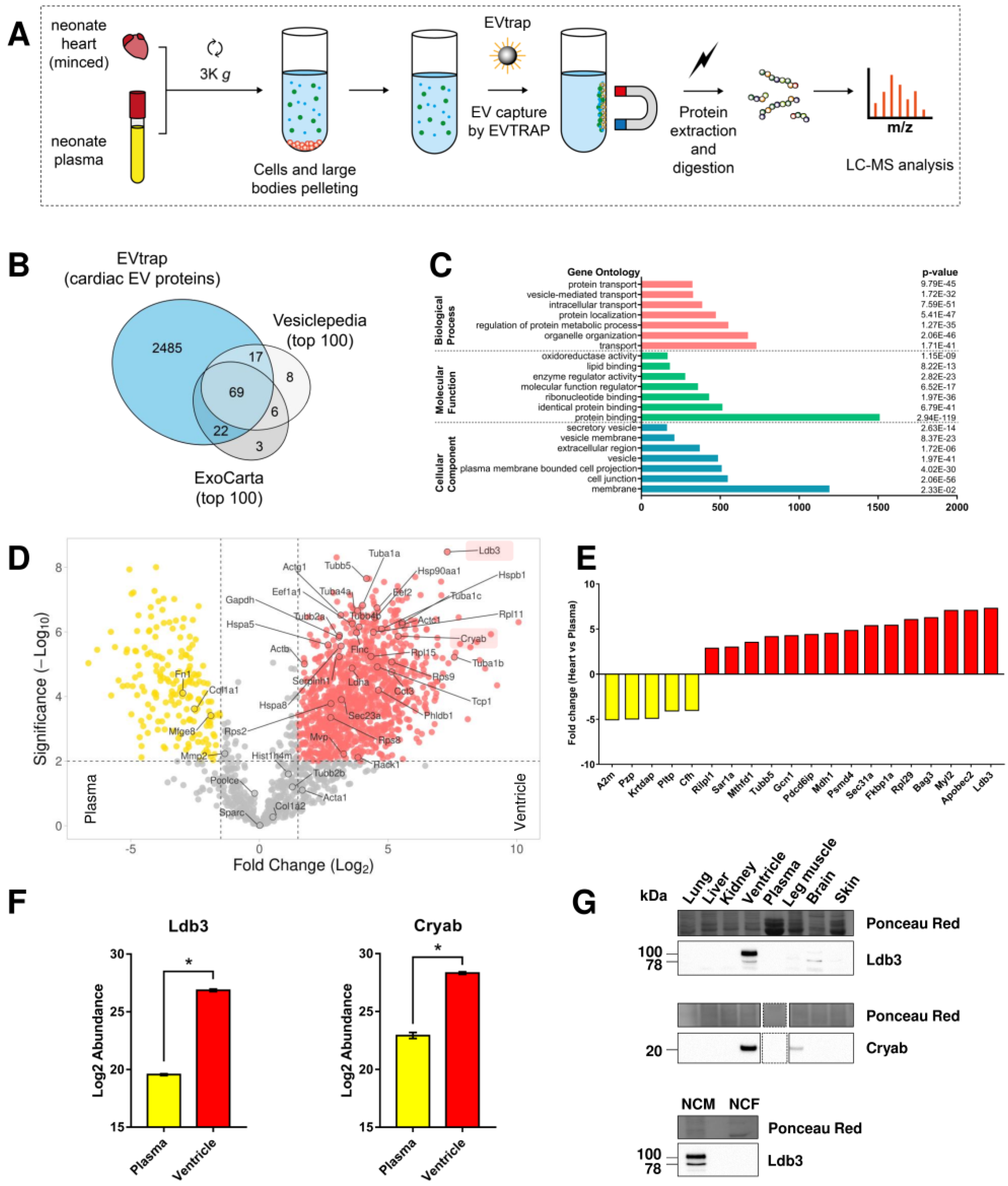 Ijms 23 07374 g002 550