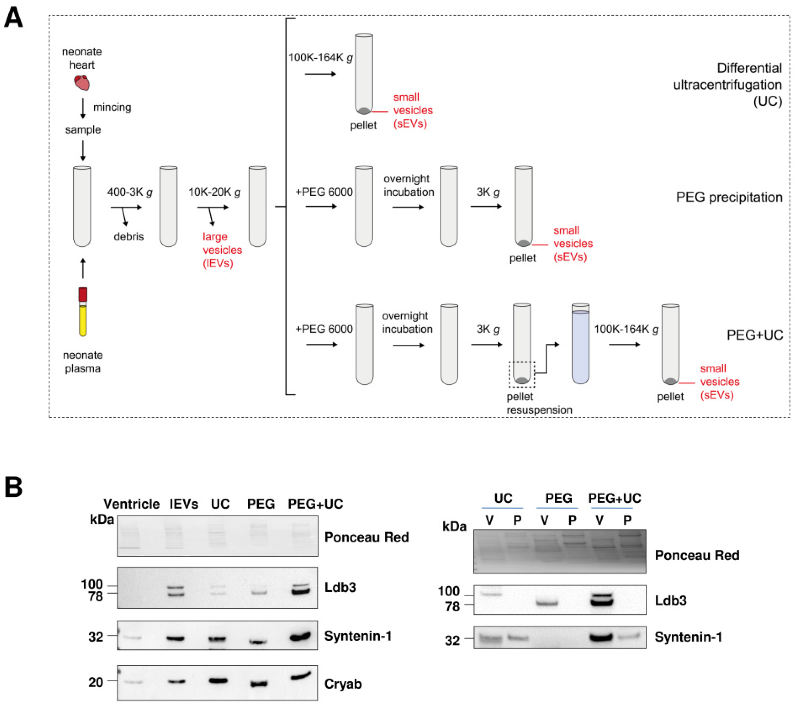 Ijms 23 07374 g003 550