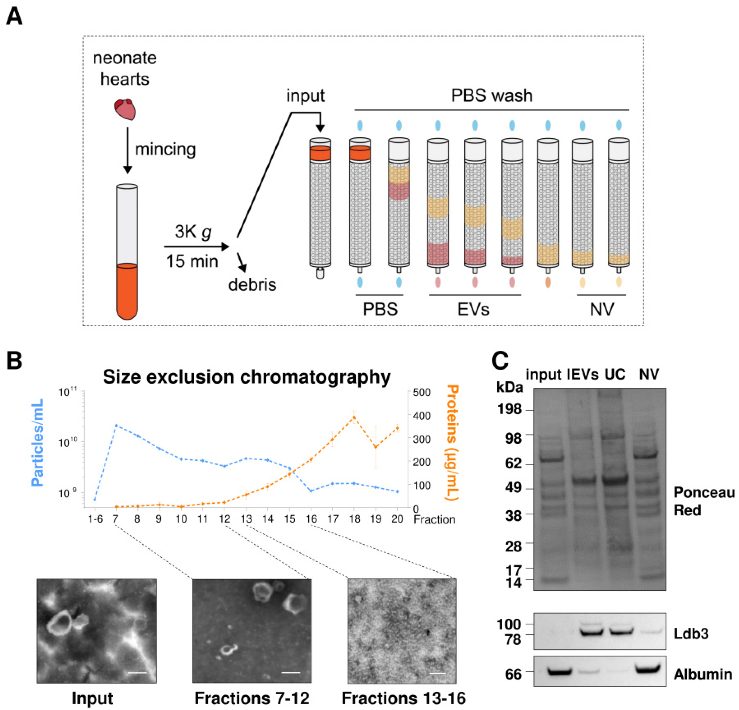 Ijms 23 07374 g004 550