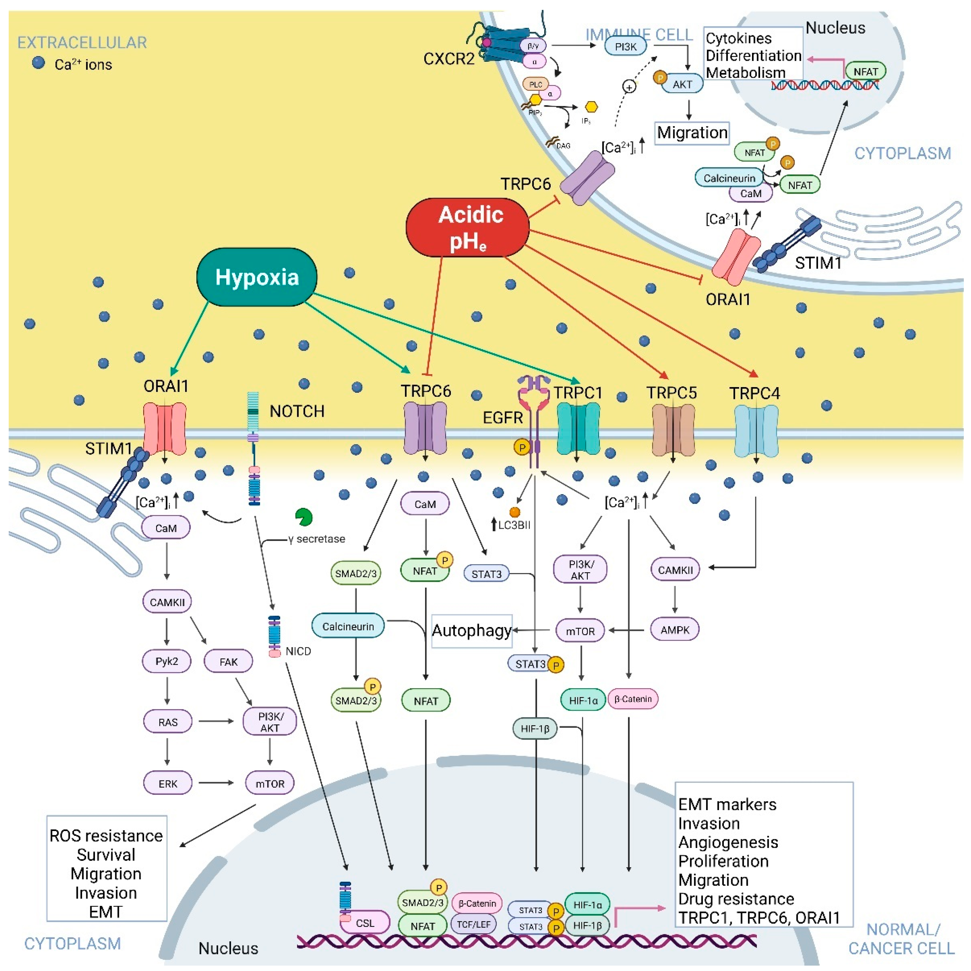 Ijms 23 07377 g002 Ijms 23 07377 g002