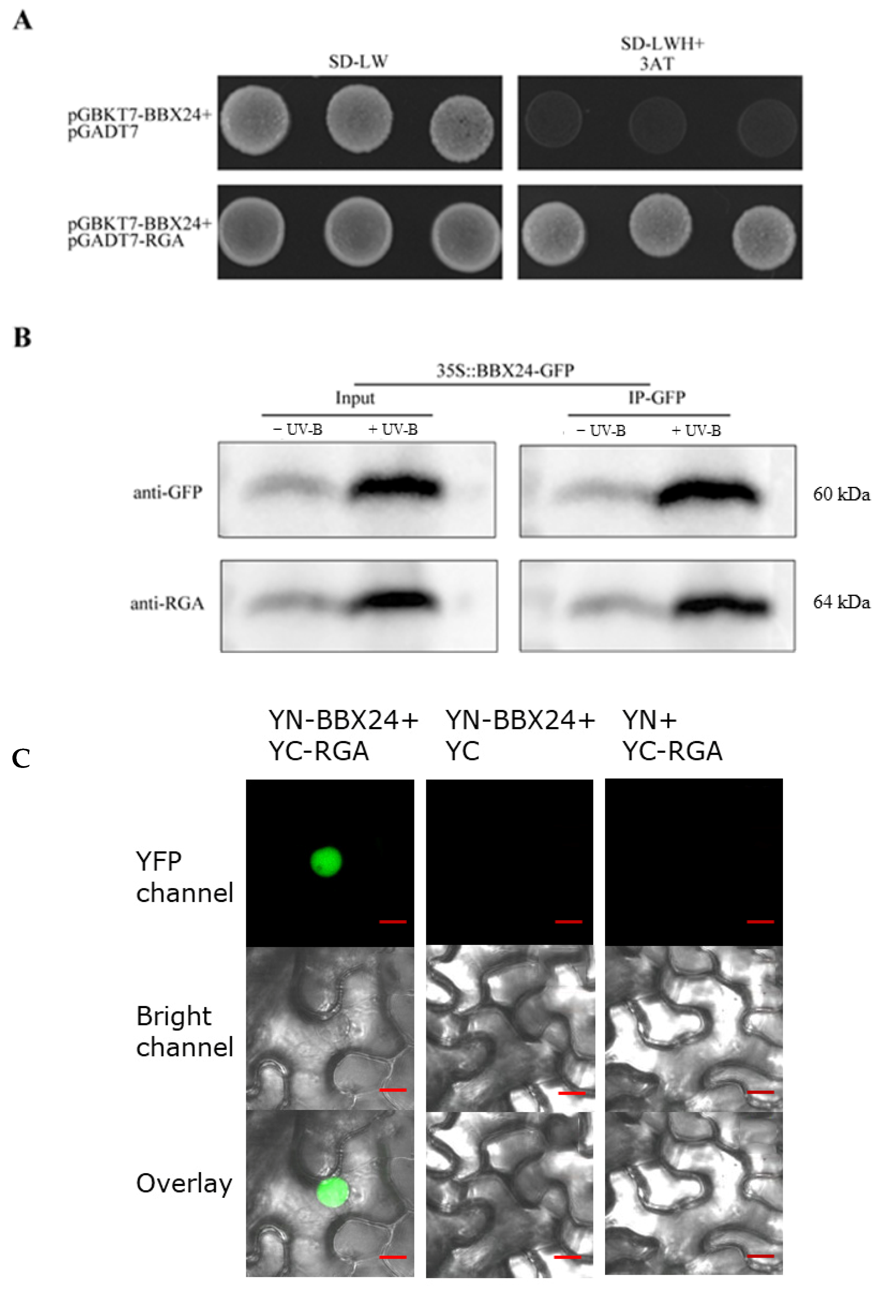 Ijms 23 07386 g006 550